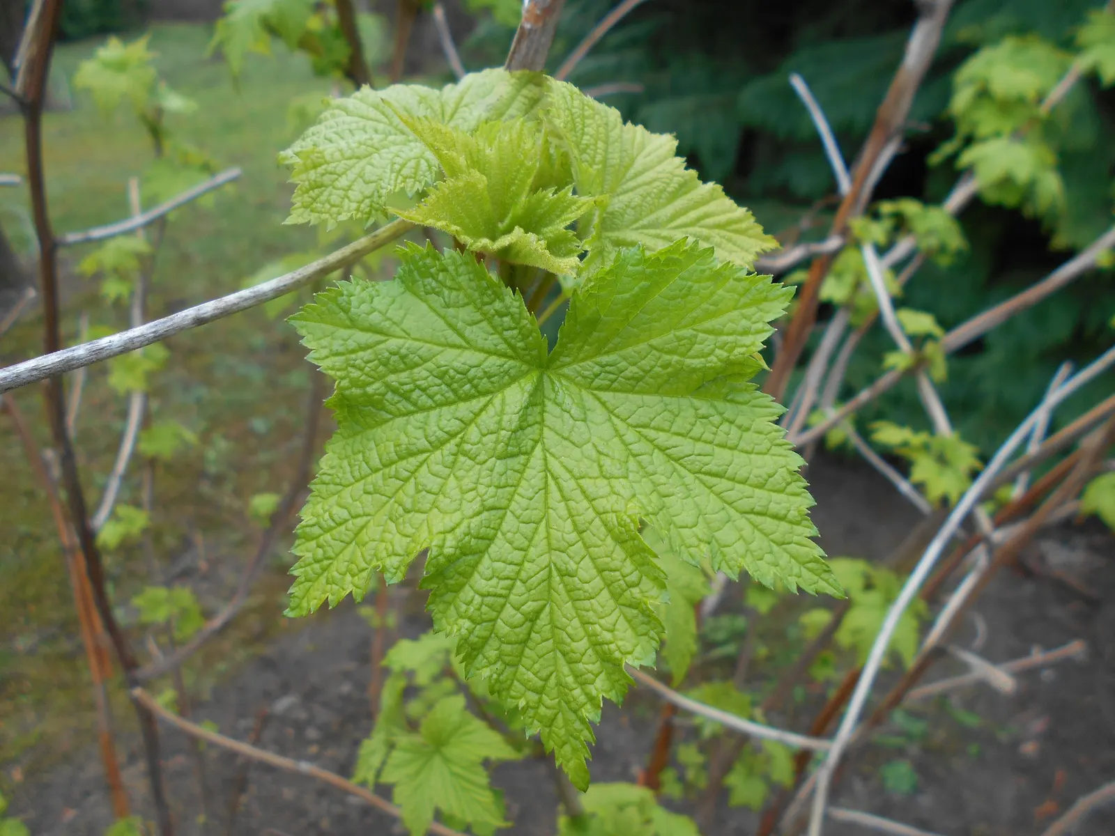 Purple Flowering Raspberry (Rubus Odoratus) — each measuring 1.5 to 2.5 inches across; with a preference for well-drained