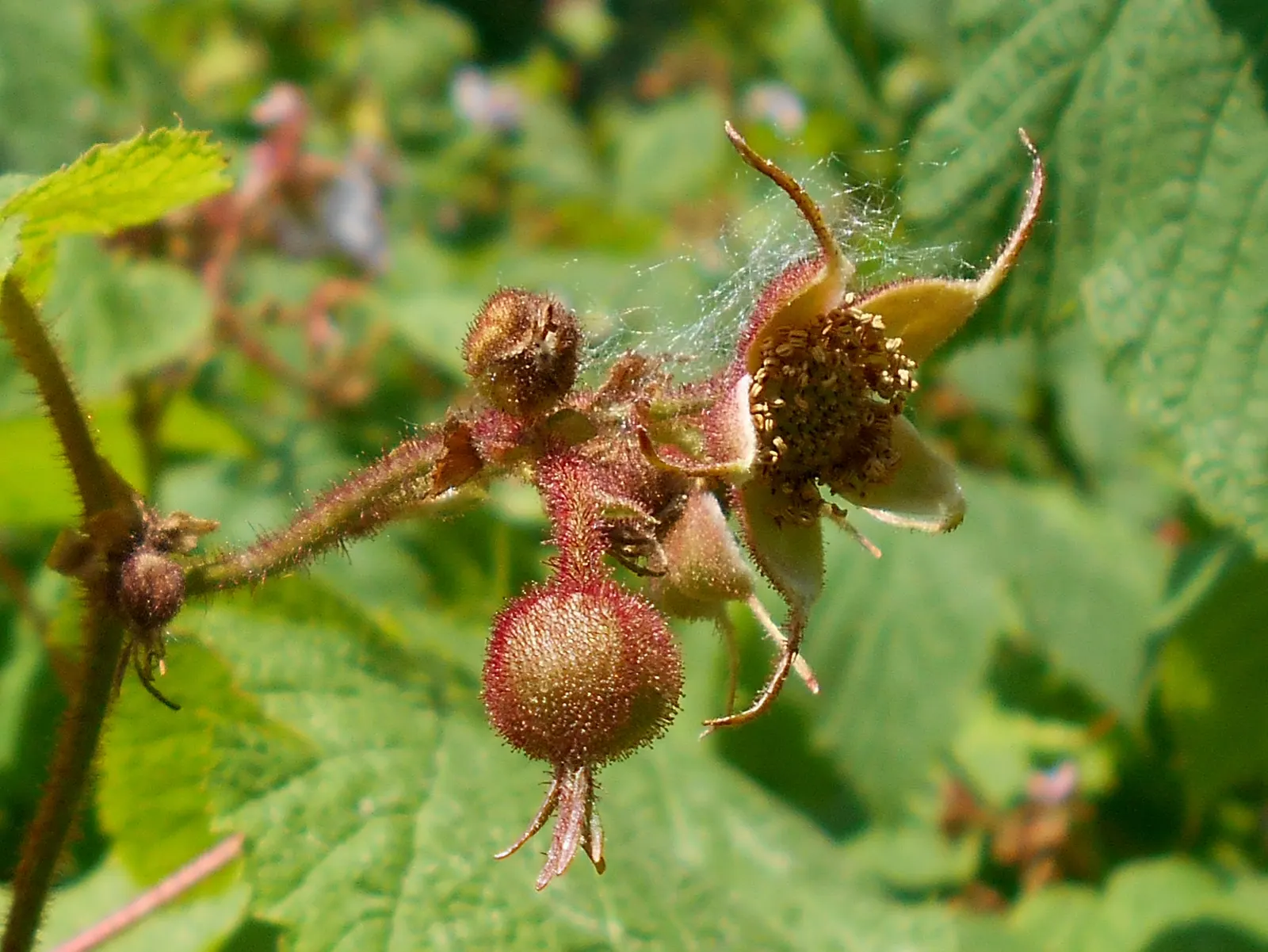 Purple Flowering Raspberry (Rubus Odoratus) — which can attract birds and wildlife to the area.<br><br>Rubus odoratus thrives in partial shade to full sun