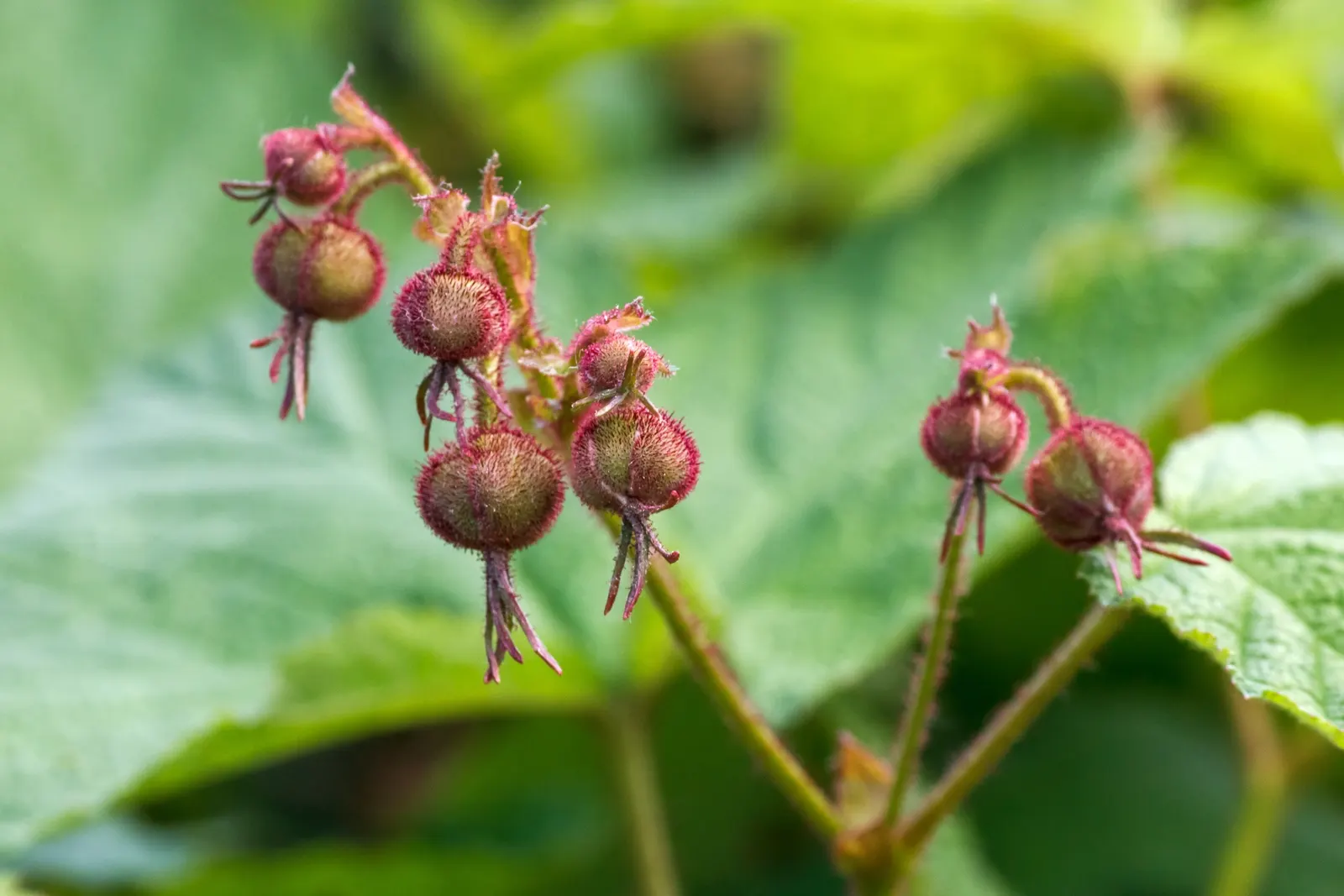 Purple Flowering Raspberry (Rubus Odoratus) — where it can provide a lush undergrowth or act as an informal hedge.<br><br>In landscaping designs; this