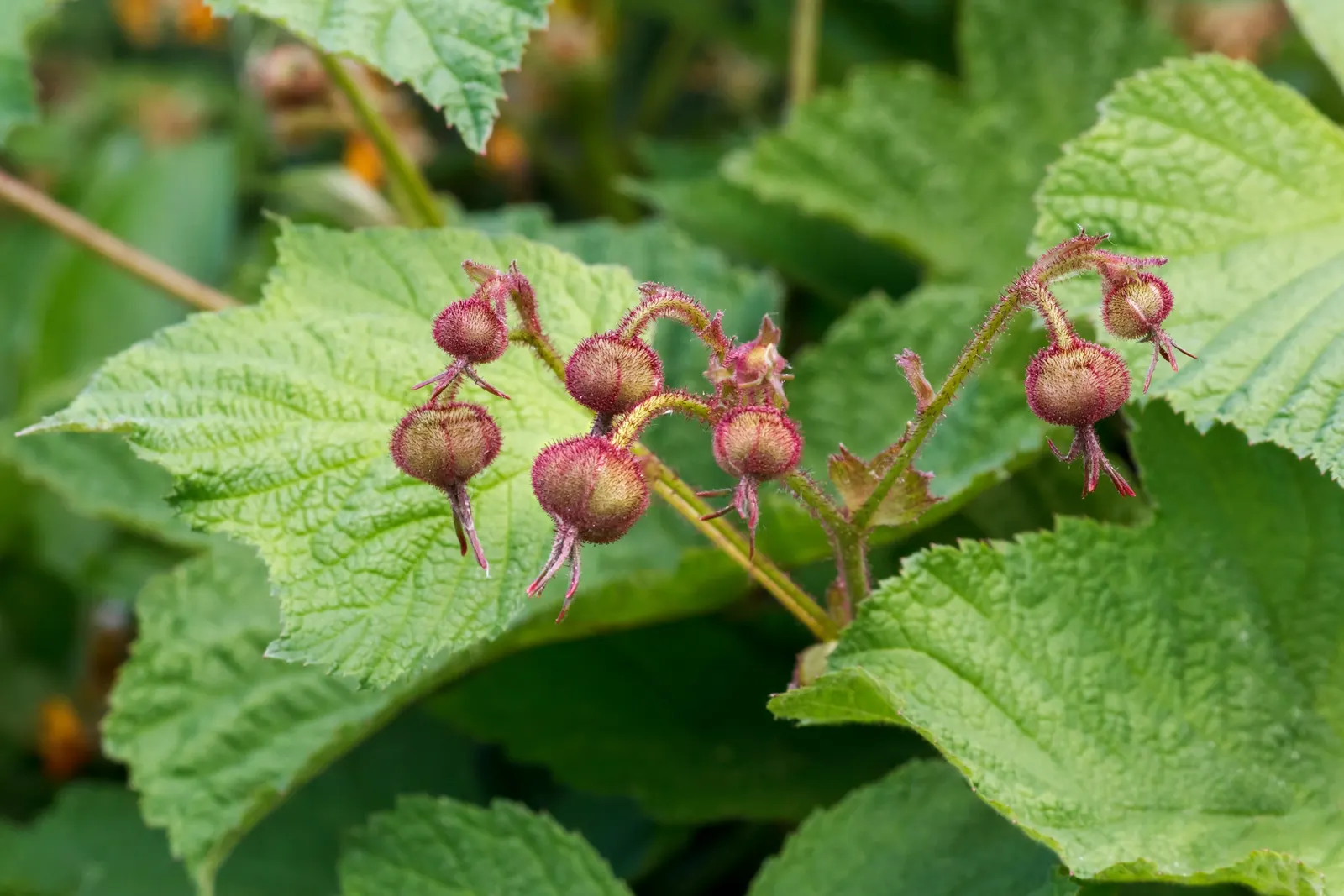 Purple Flowering Raspberry (Rubus Odoratus) — shrub for full; the foliage turns a pleasing yellow to orange color in the fall, extending the shrub's ornamental