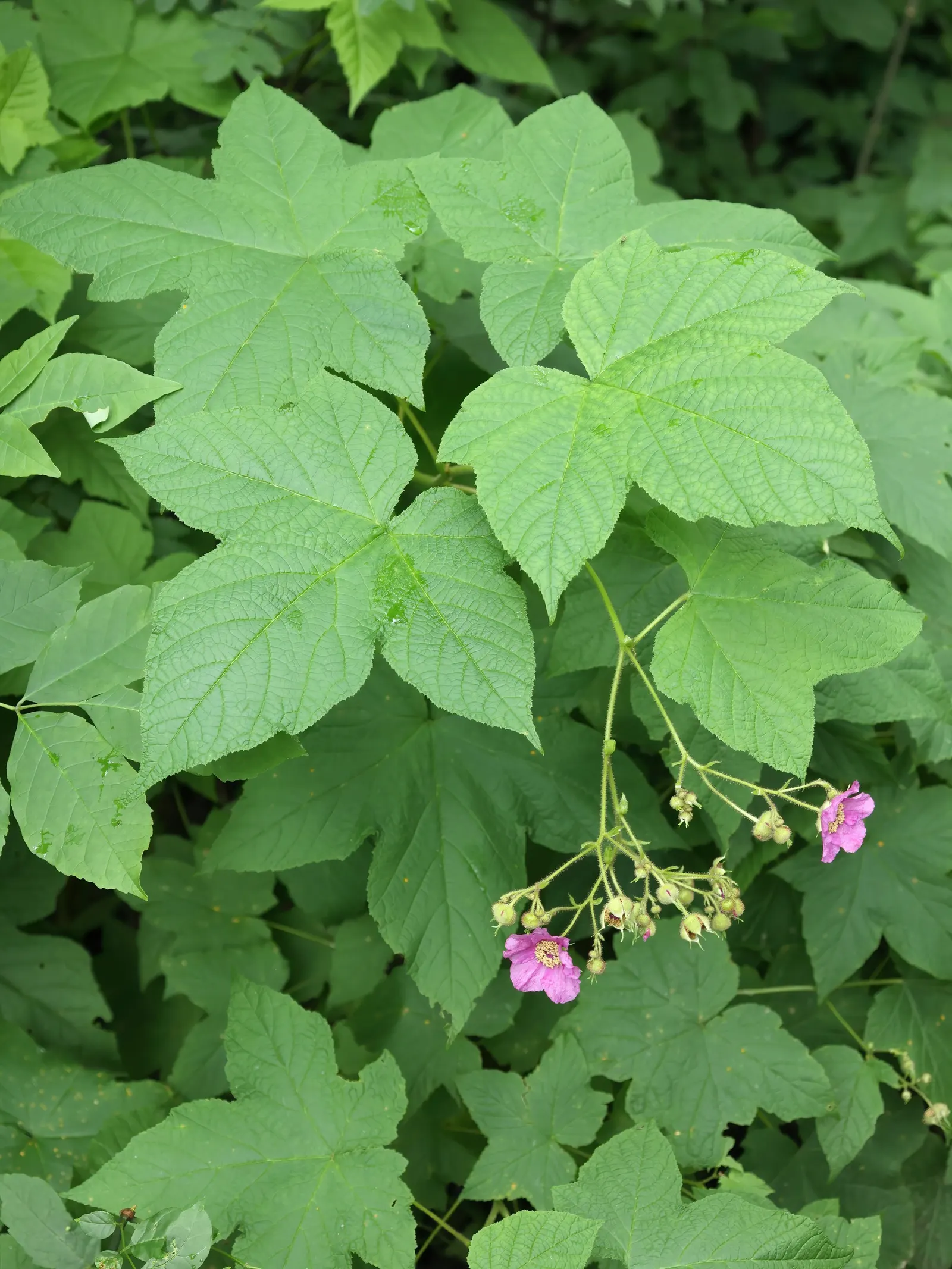 Purple Flowering Raspberry (Rubus Odoratus) — The flowers are not only visually pleasing but also exude a pleasant fragrance; 1-2 inch magenta, image 76