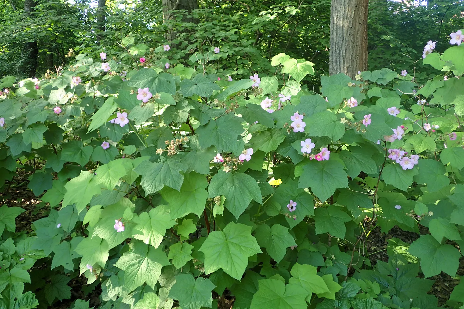 Purple Flowering Raspberry (Rubus Odoratus) — 1-2 inch magenta blossoms from June to August