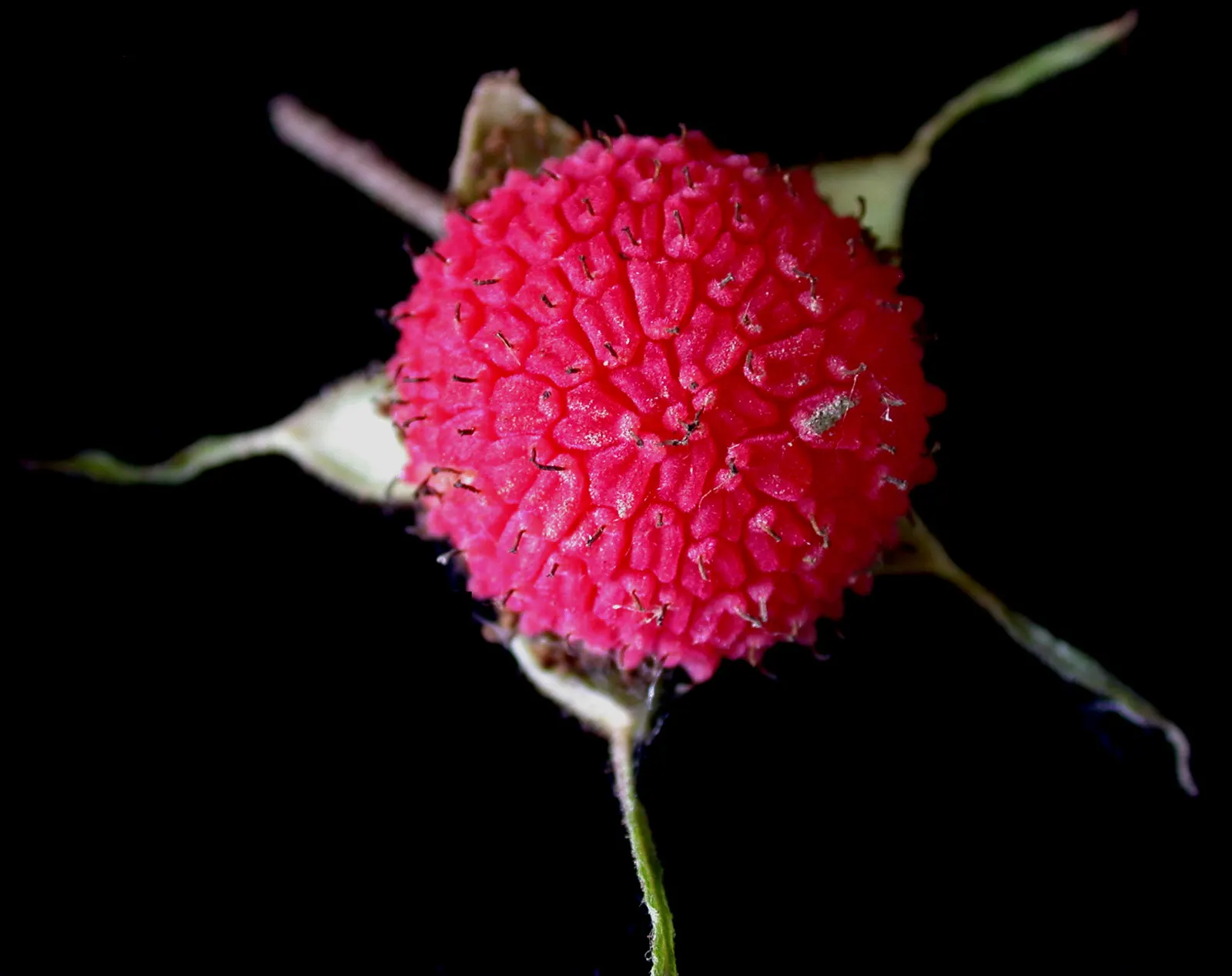 Purple Flowering Raspberry (Rubus Odoratus) — Its stems are characteristically thornless; each measuring 1.5 to 2.5 inches across