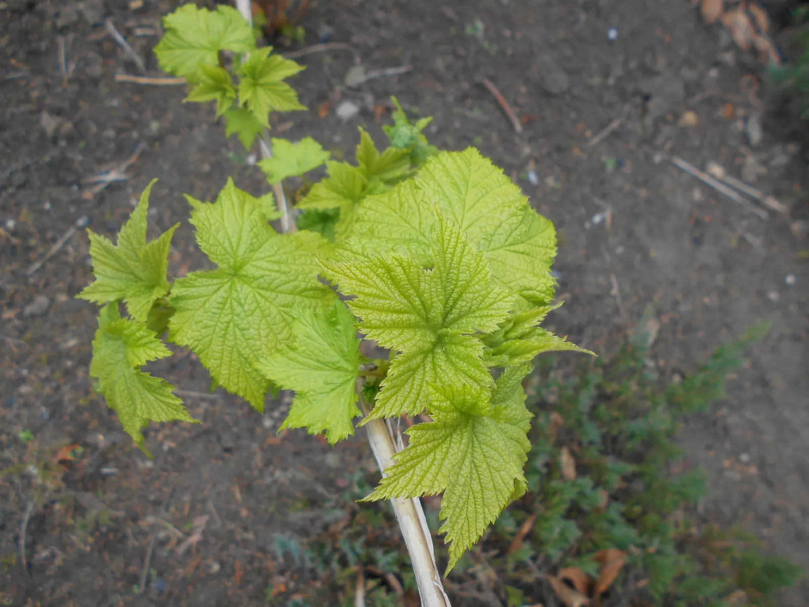 Purple Flowering Raspberry (Rubus Odoratus) — Its stems are characteristically thornless