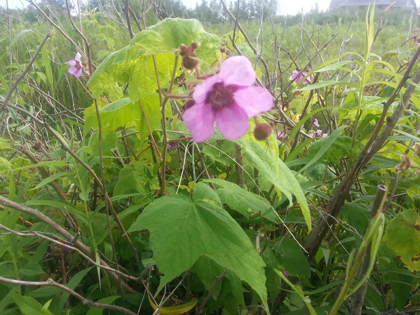 Purple Flowering Raspberry (Rubus Odoratus) — which bloom profusely from early summer through the fall; which can be up to 10 inches wide