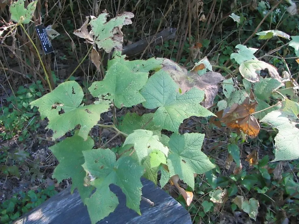Purple Flowering Raspberry (Rubus Odoratus) — The Purple Flowering Raspberry is also an excellent choice for naturalistic plantings and woodland gardens