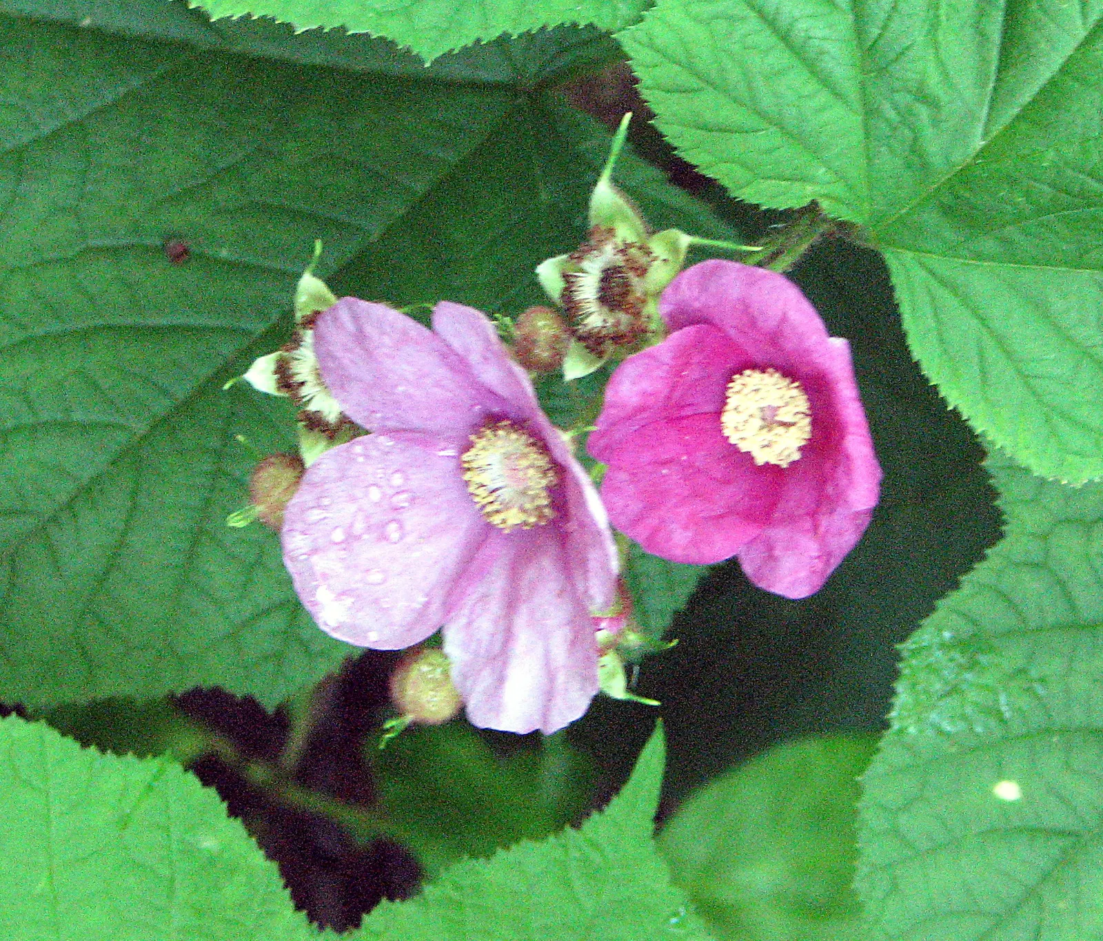 Purple Flowering Raspberry (Rubus Odoratus) — which can be up to 10 inches wide