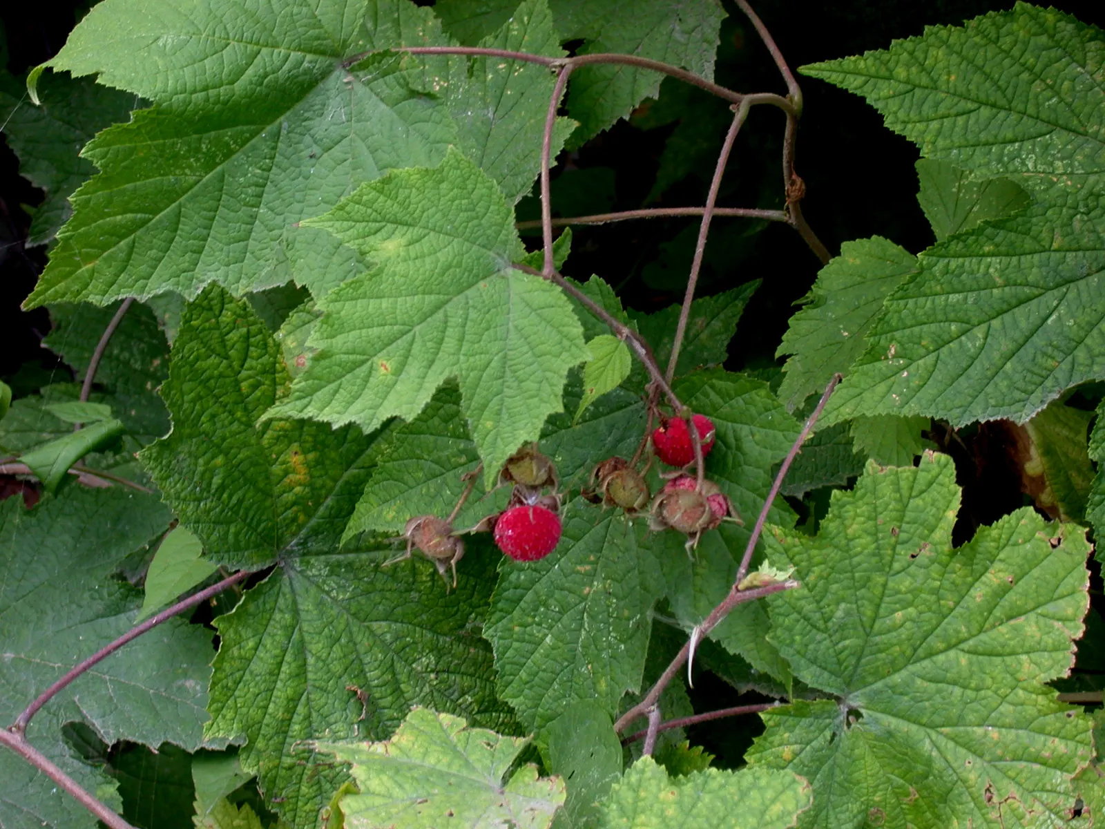 Purple Flowering Raspberry (Rubus Odoratus) — which bloom profusely from early summer through the fall; which can be up to 10 inches wide, image 75