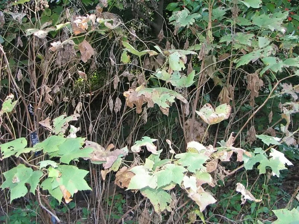 Purple Flowering Raspberry (Rubus Odoratus) — the plant yields edible red raspberry-like fruits