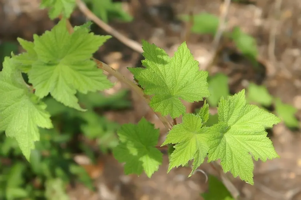 Purple Flowering Raspberry (Rubus Odoratus) — The flowers are not only visually pleasing but also exude a pleasant fragrance