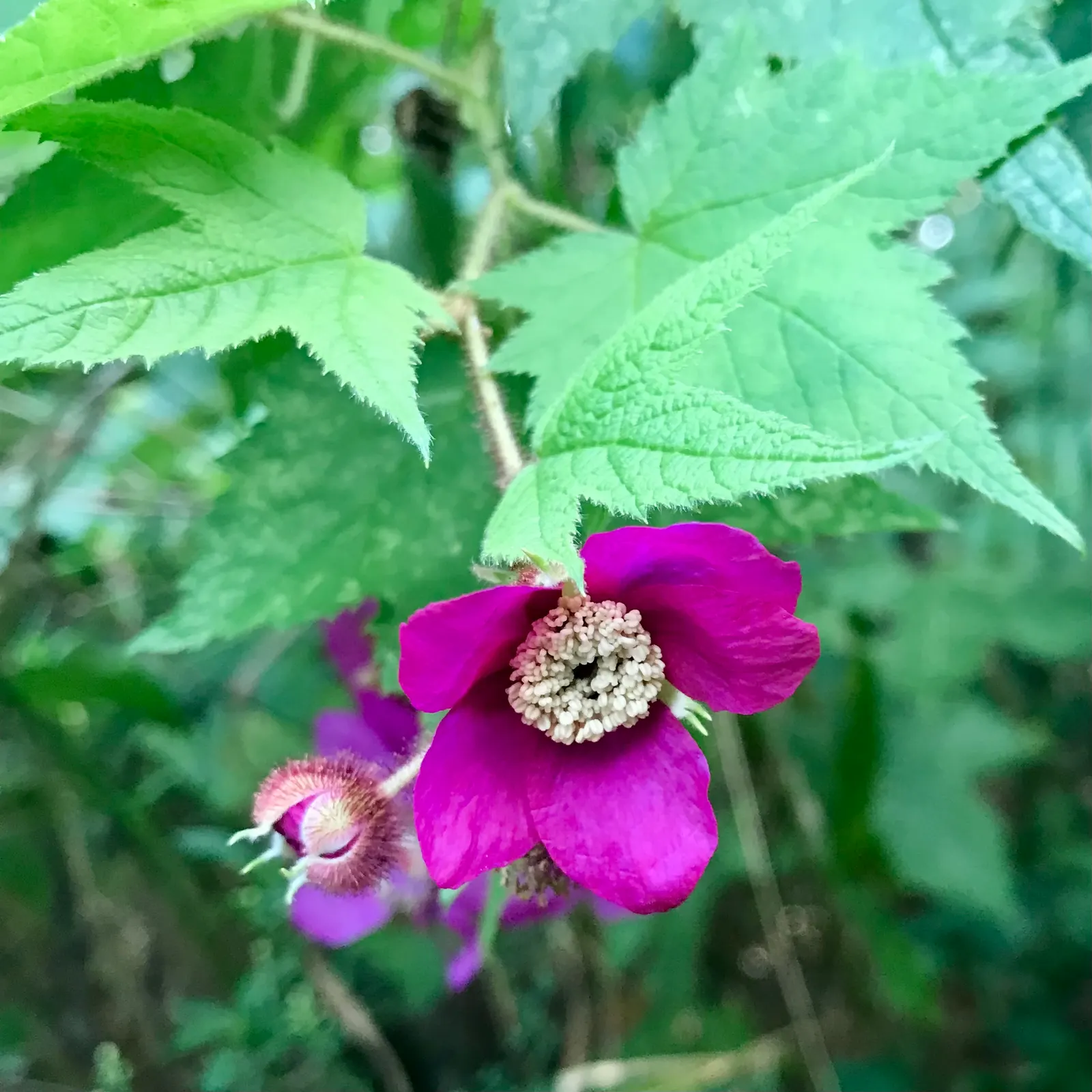 Purple Flowering Raspberry (Rubus Odoratus) — This attractive species usually reaches heights of 3 to 6 feet, with a similar spread; it thrives in part shade