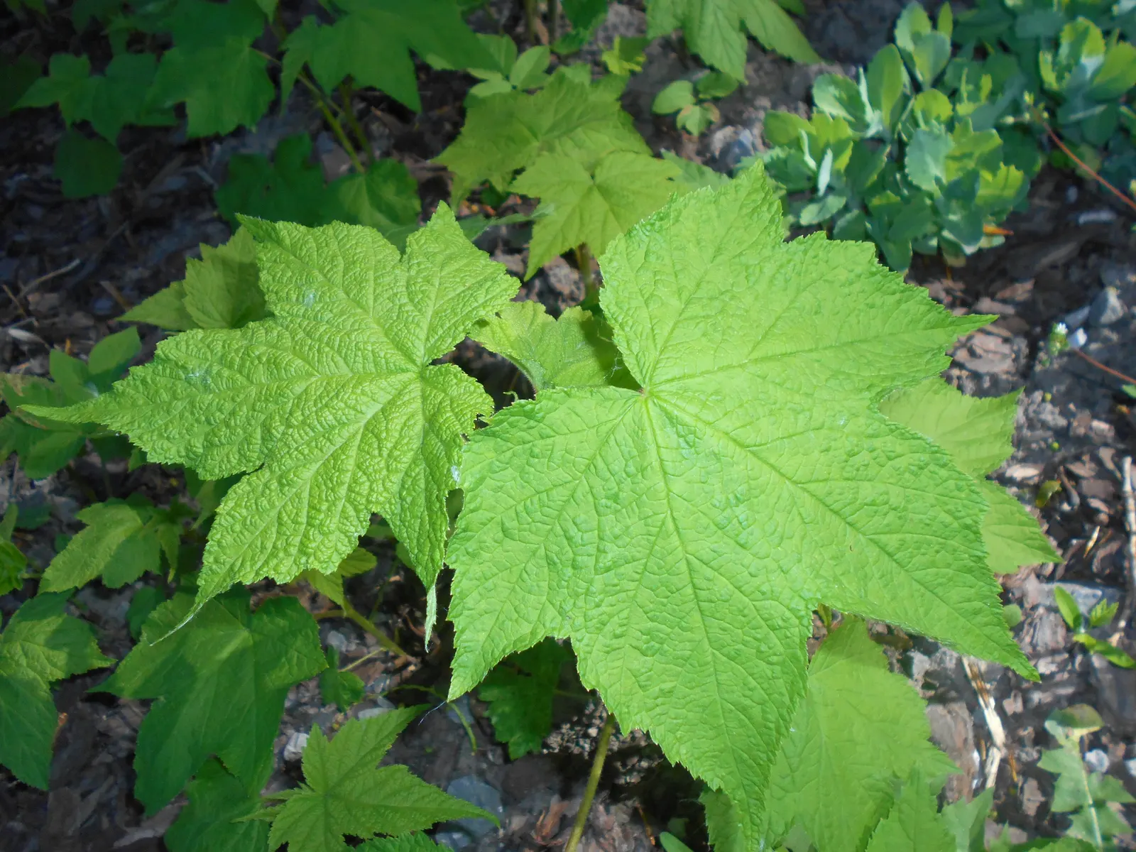 Purple Flowering Raspberry (Rubus Odoratus) — commonly known as Purple Flowering Raspberry; coarse-textured backdrop in USDA zones 3-8