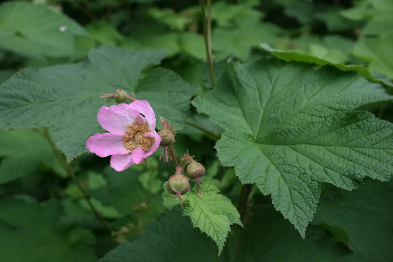 Purple Flowering Raspberry (Rubus Odoratus) — Hardy and deer-resistant, it's ideal for naturalistic plantings and attracts pollinators; is a, image 68