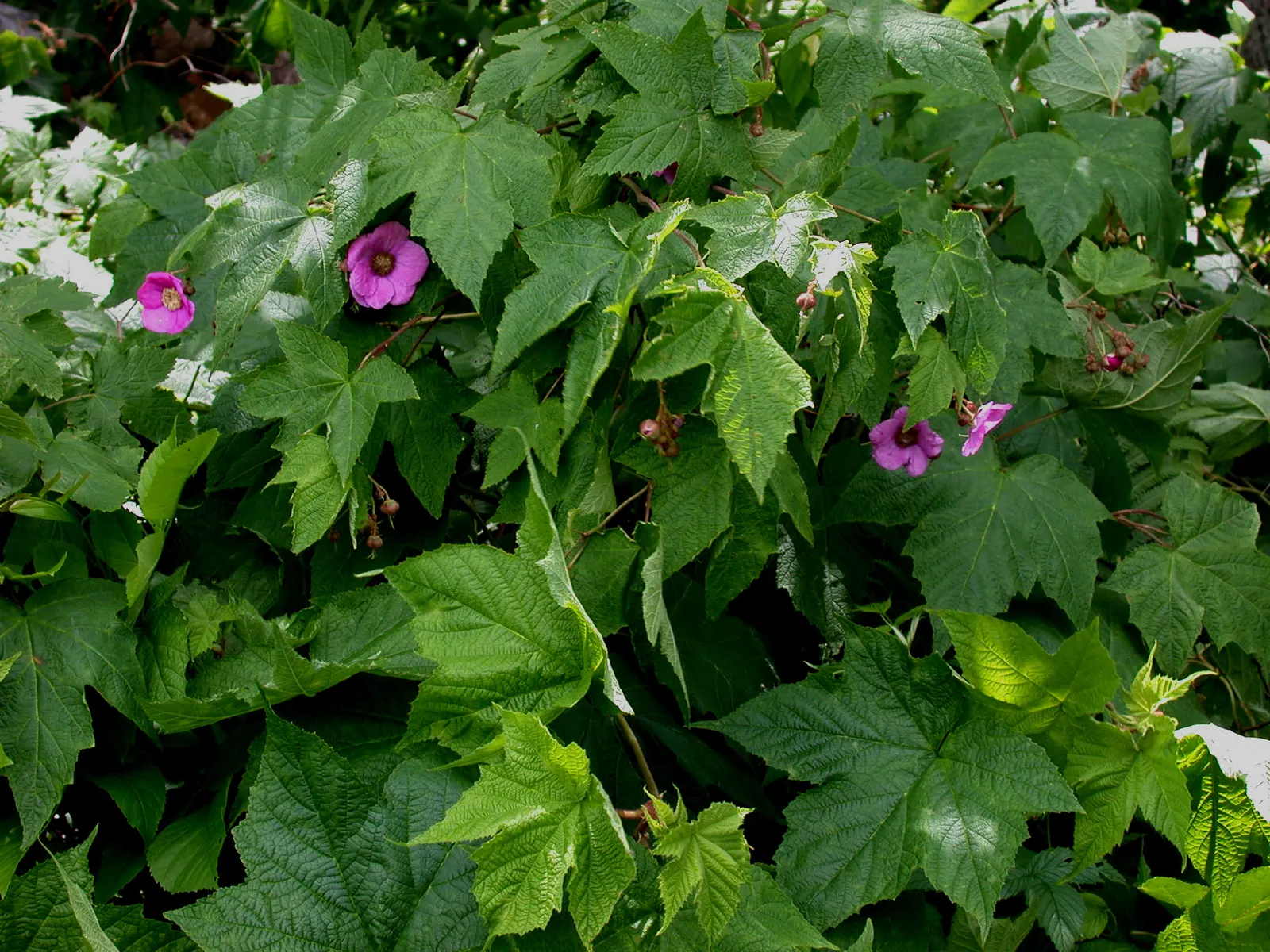 Purple Flowering Raspberry (Rubus Odoratus) — which can attract birds and wildlife to the area.<br><br>Rubus odoratus thrives in partial shade to, image 49