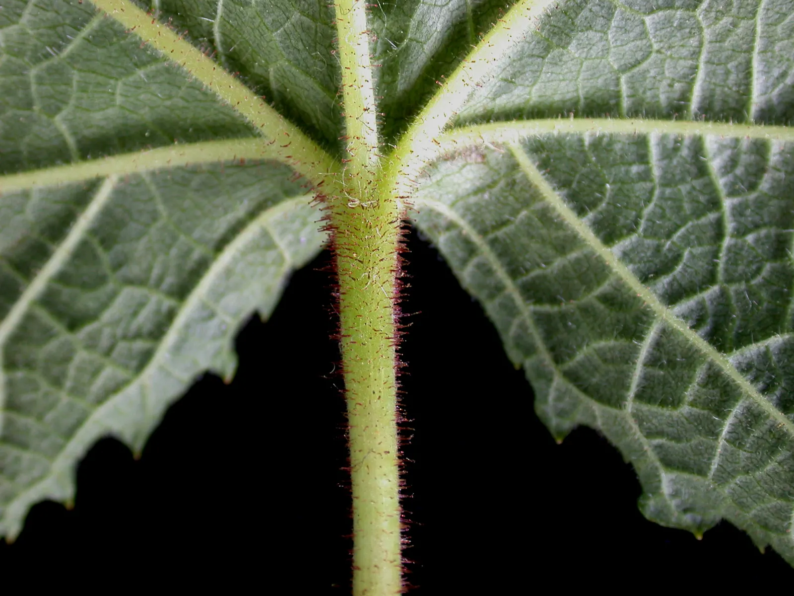 Purple Flowering Raspberry (Rubus Odoratus) — it should be spaced about 4 feet apart to allow for mature growth; about 0.75 to 1 inch in size
