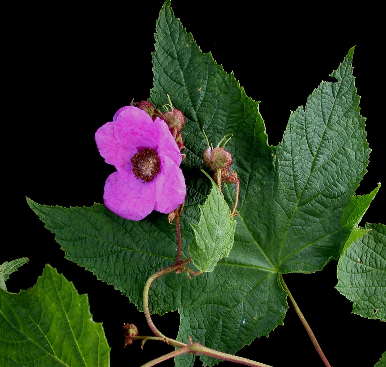 Purple Flowering Raspberry (Rubus Odoratus) — makes it an advantageous selection for landscape projects desiring low maintenance; add to the visual interest