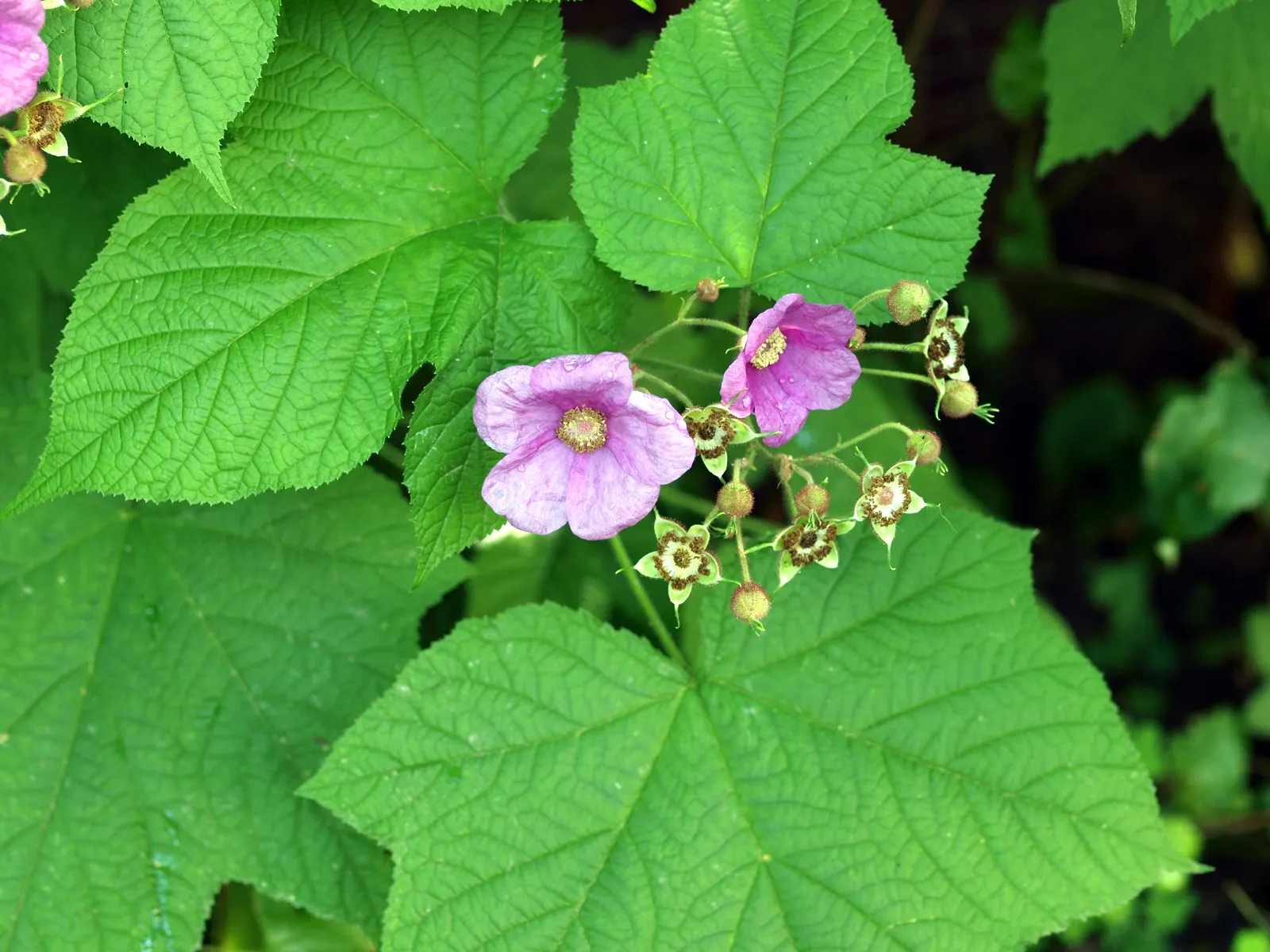 Purple Flowering Raspberry (Rubus Odoratus) — including tolerance for a range of pH levels and resistance to many pests; this plant's adaptability to various