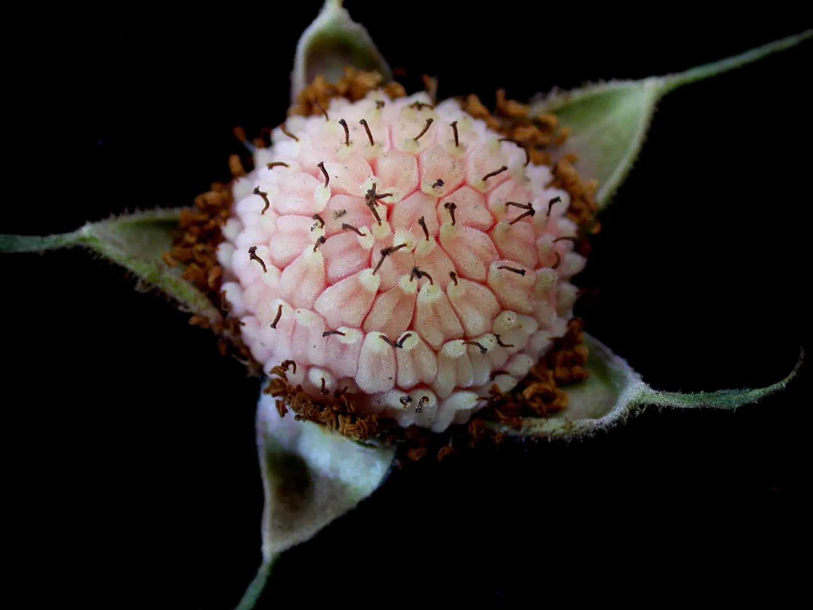 Purple Flowering Raspberry (Rubus Odoratus) — scientifically known as Rubus odoratus; adding a sensory delight to any garden, image 69