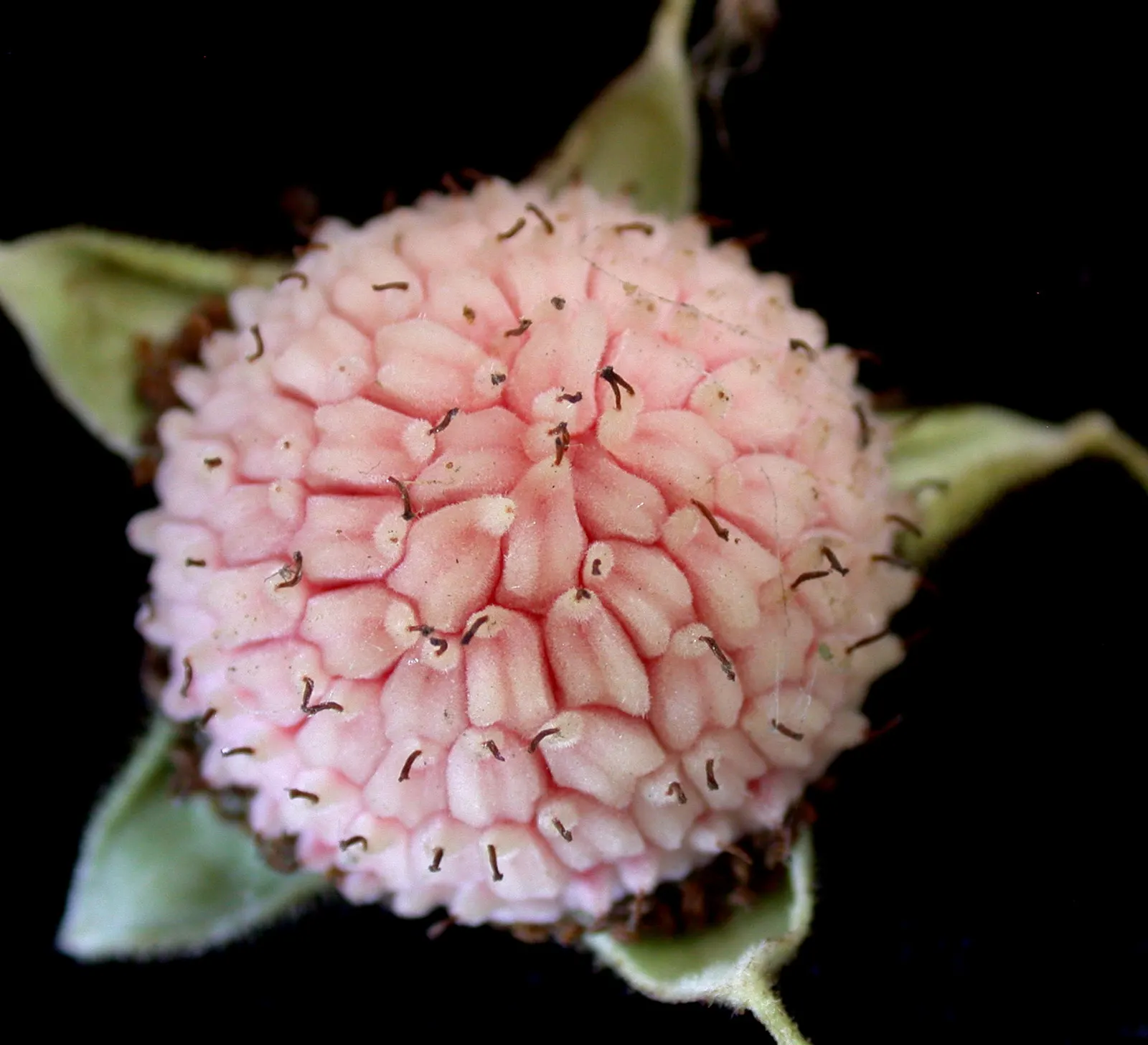 Purple Flowering Raspberry (Rubus Odoratus) — shrub for full