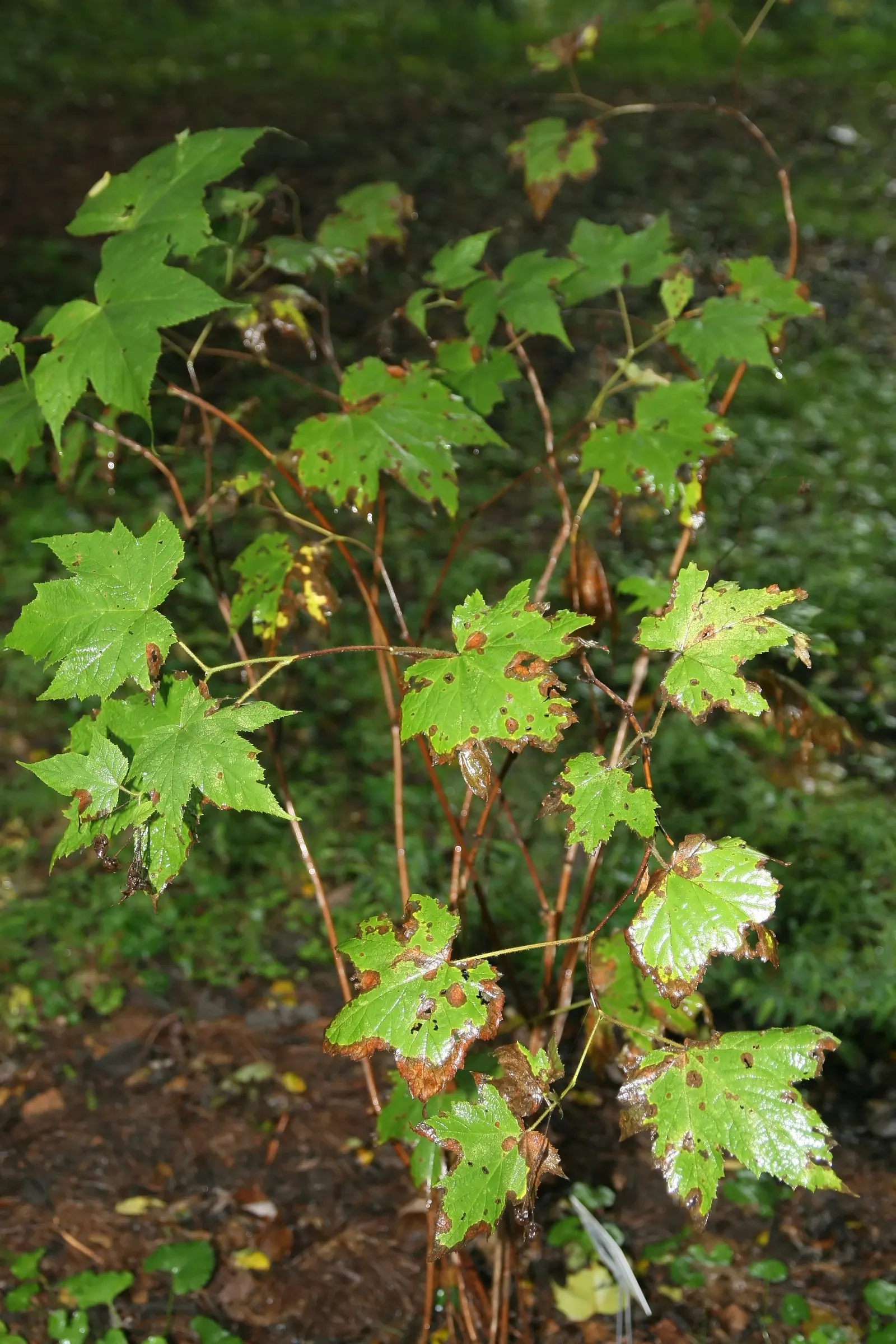 Purple Flowering Raspberry (Rubus Odoratus) — add to the visual interest throughout the growing season