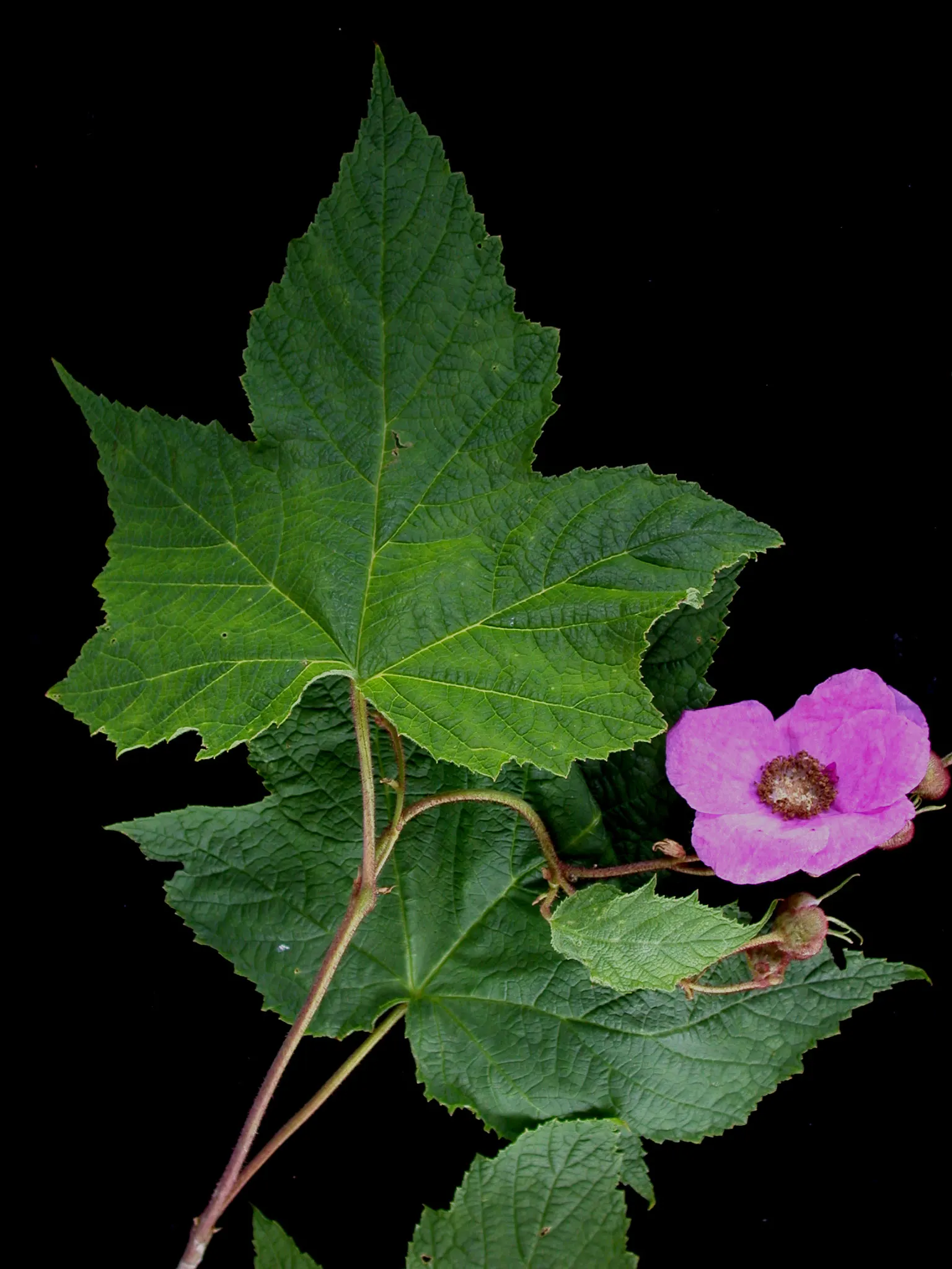 Purple Flowering Raspberry (Rubus Odoratus) — about 0.75 to 1 inch in size