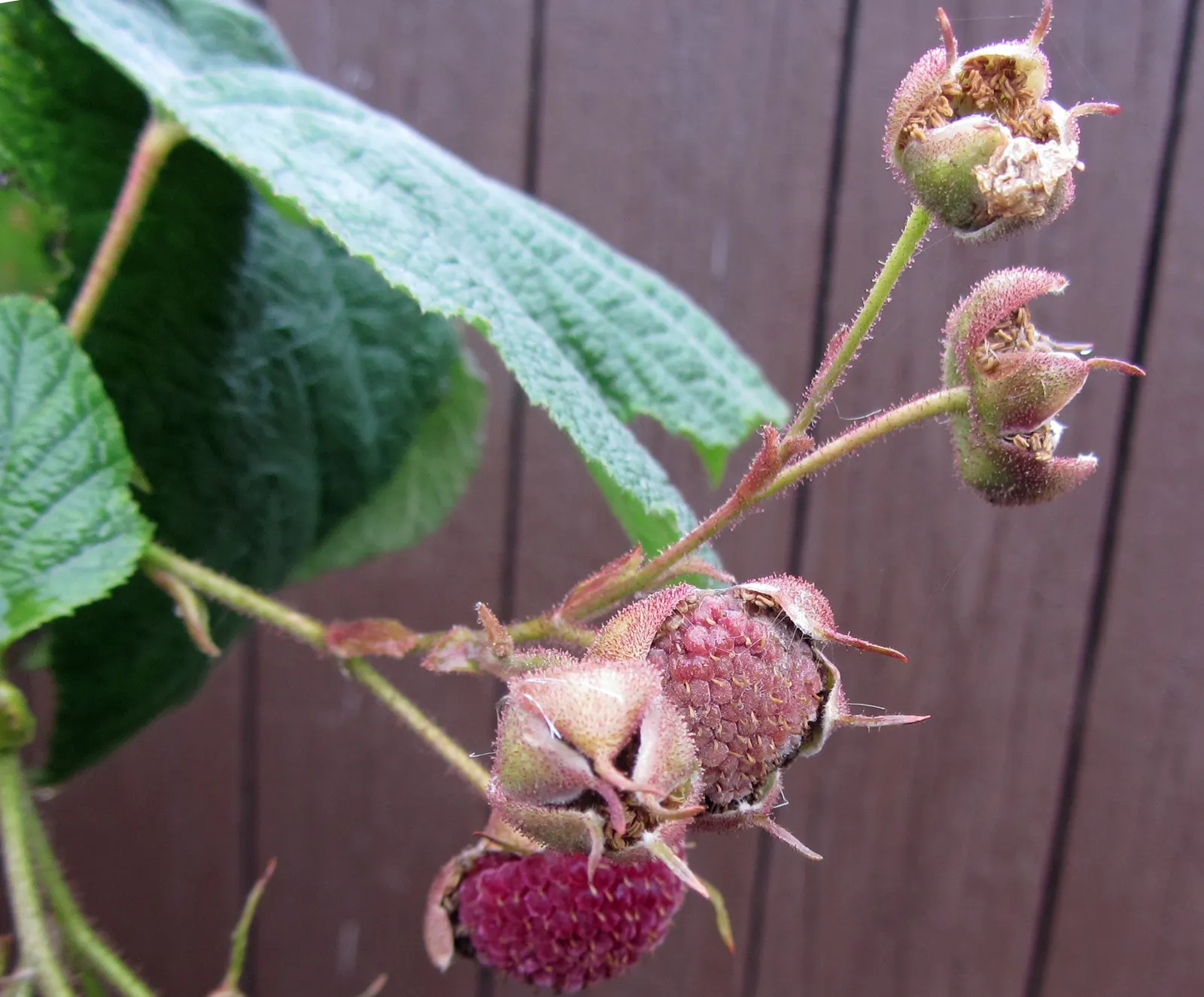 Purple Flowering Raspberry (Rubus Odoratus) — it should be spaced about 4 feet apart to allow for mature growth