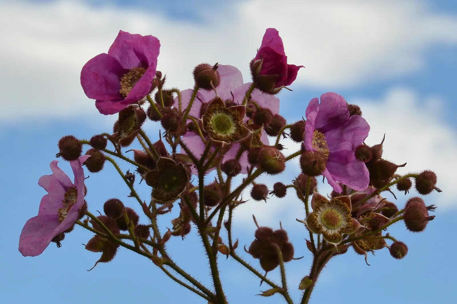 Purple Flowering Raspberry (Rubus Odoratus) — adding a sensory delight to any garden; revered for its vibrant blooms and ease of growth