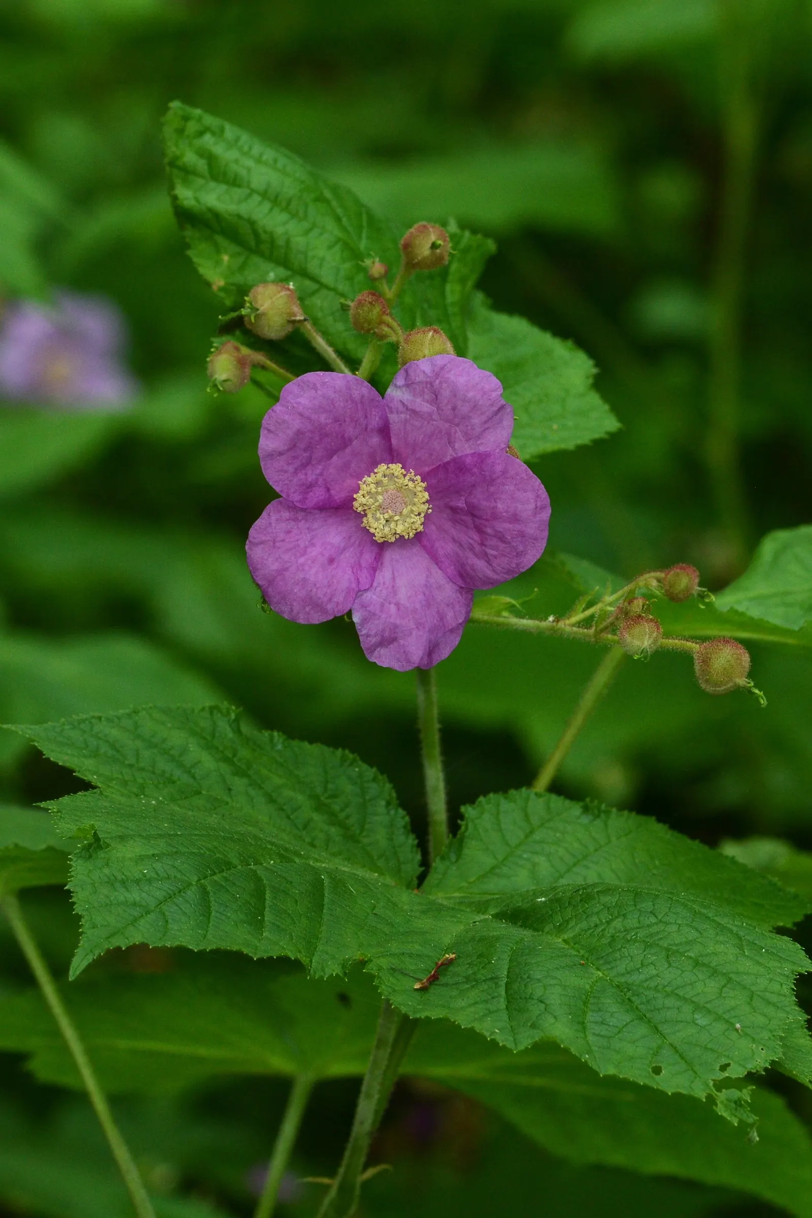 Purple Flowering Raspberry (Rubus Odoratus) — which bloom profusely from early summer through the fall