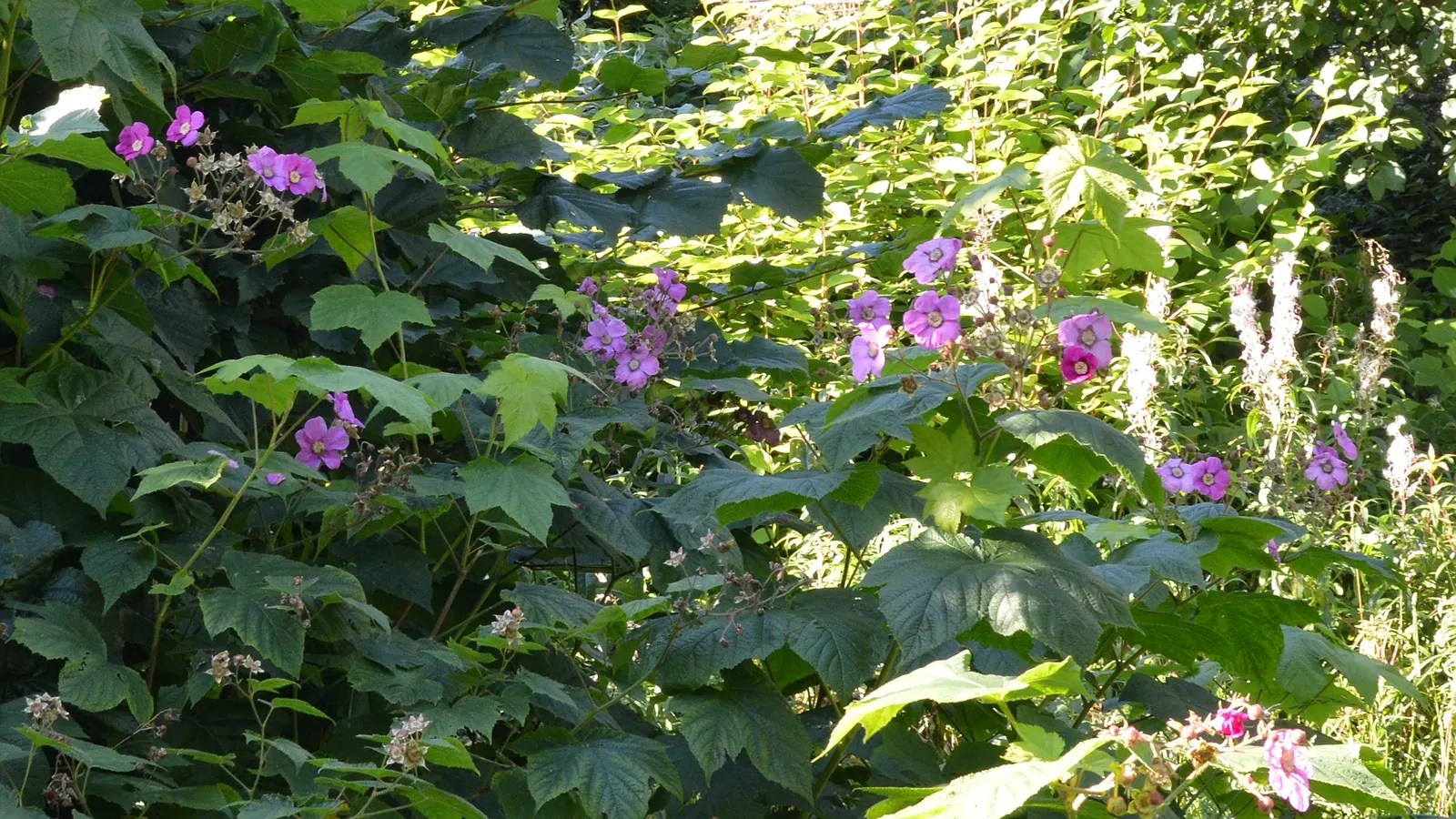 Purple Flowering Raspberry (Rubus Odoratus) — with a preference for well-drained