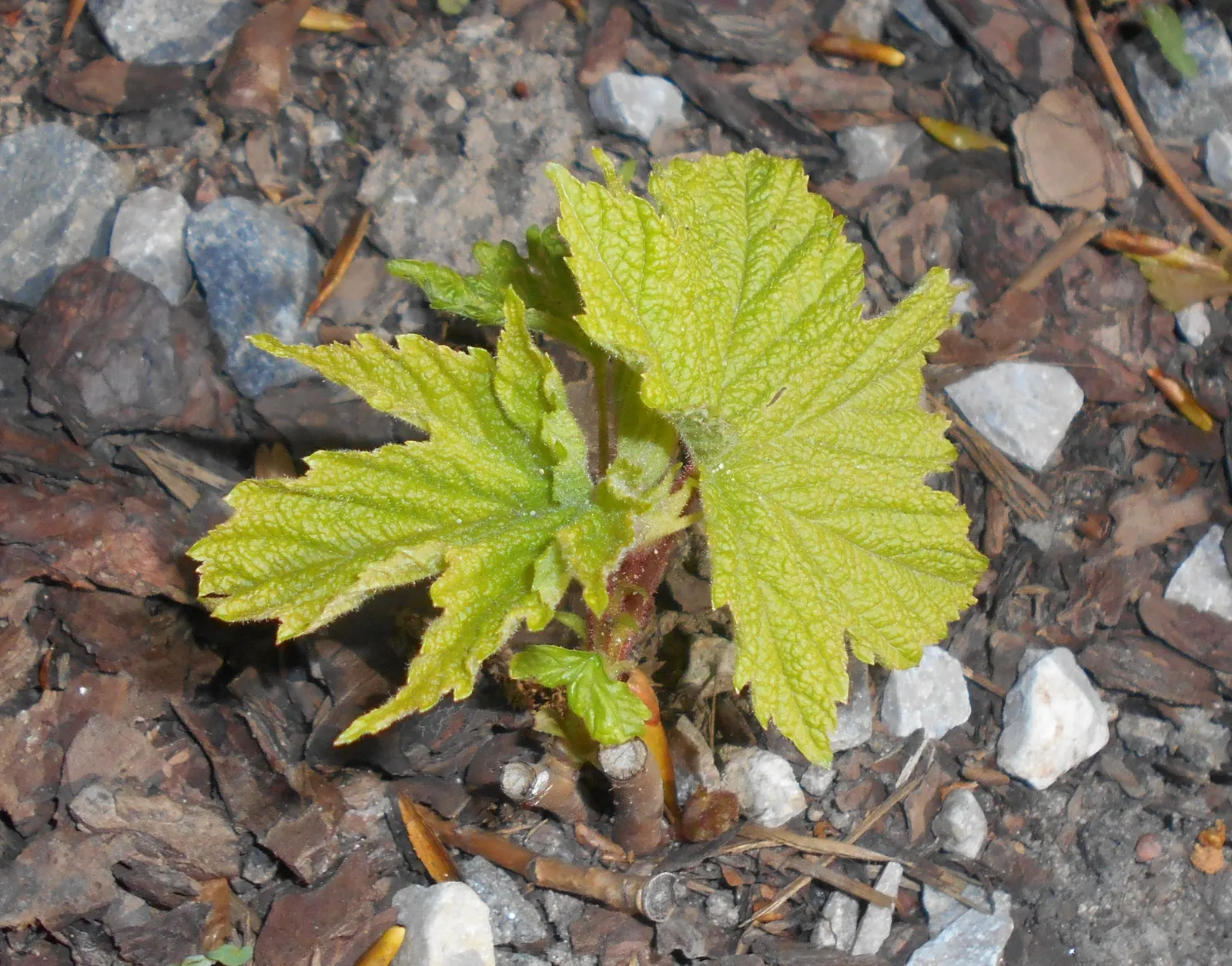 Purple Flowering Raspberry (Rubus Odoratus) — It thrives in part shade to full sun and prefers moist, well-drained soils; commonly known as Purple Flowering
