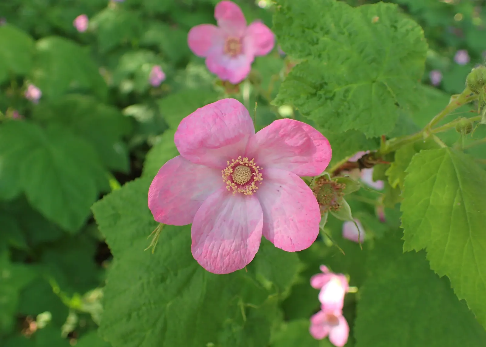 Purple Flowering Raspberry (Rubus Odoratus) — The flowers are not only visually pleasing but also exude a pleasant fragrance; 1-2 inch magenta blossoms from