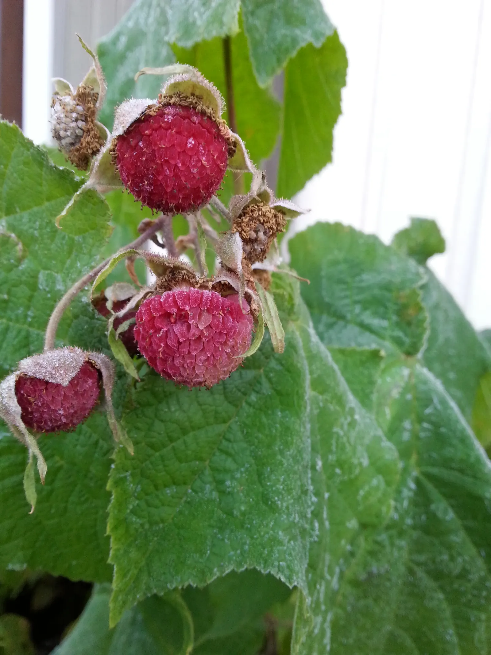Purple Flowering Raspberry (Rubus Odoratus) — scientifically known as Rubus odoratus; adding a sensory delight to any garden