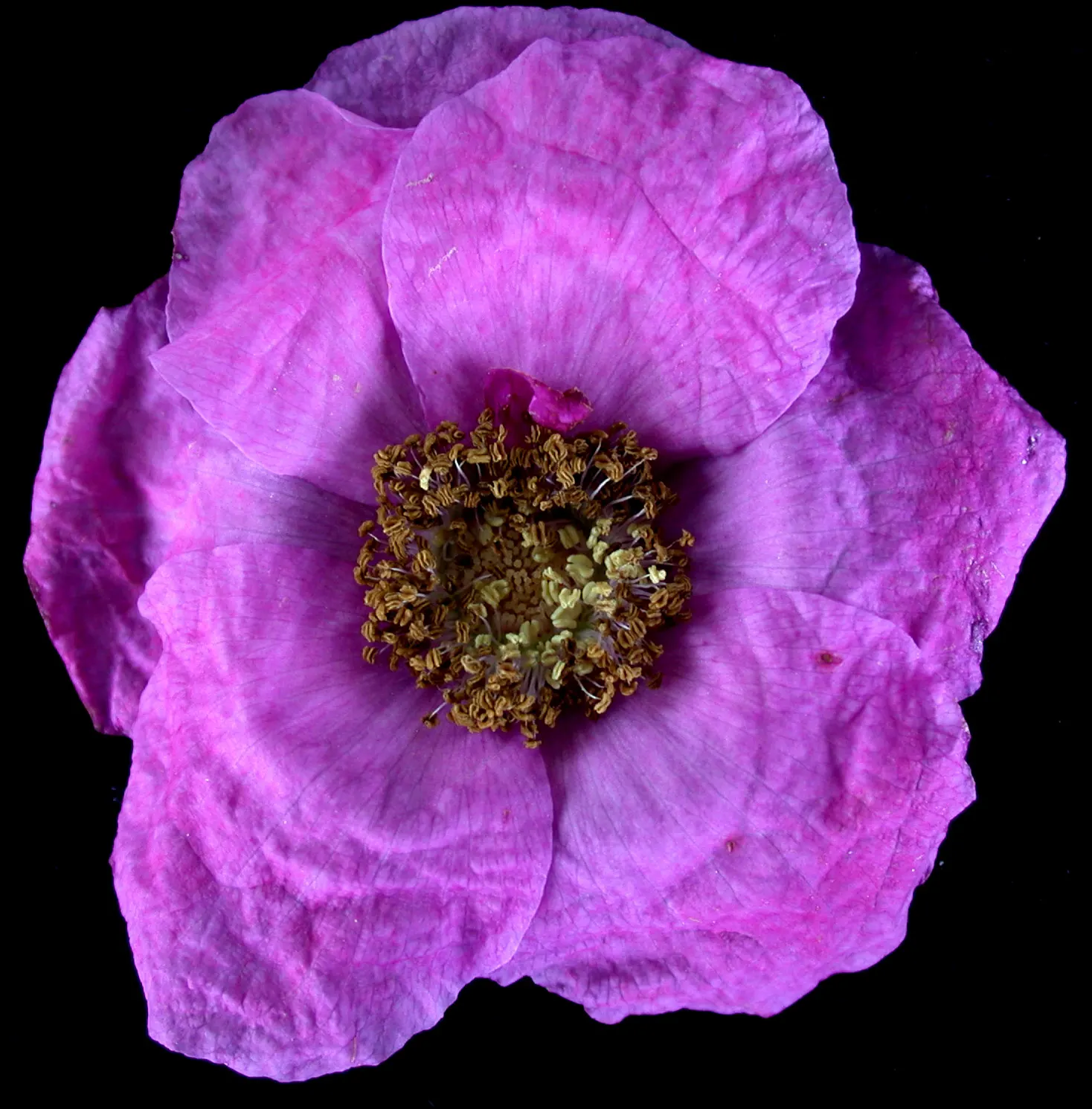 Purple Flowering Raspberry (Rubus Odoratus) — revered for its vibrant blooms and ease of growth; pink and purple flowers in the garden, image 71