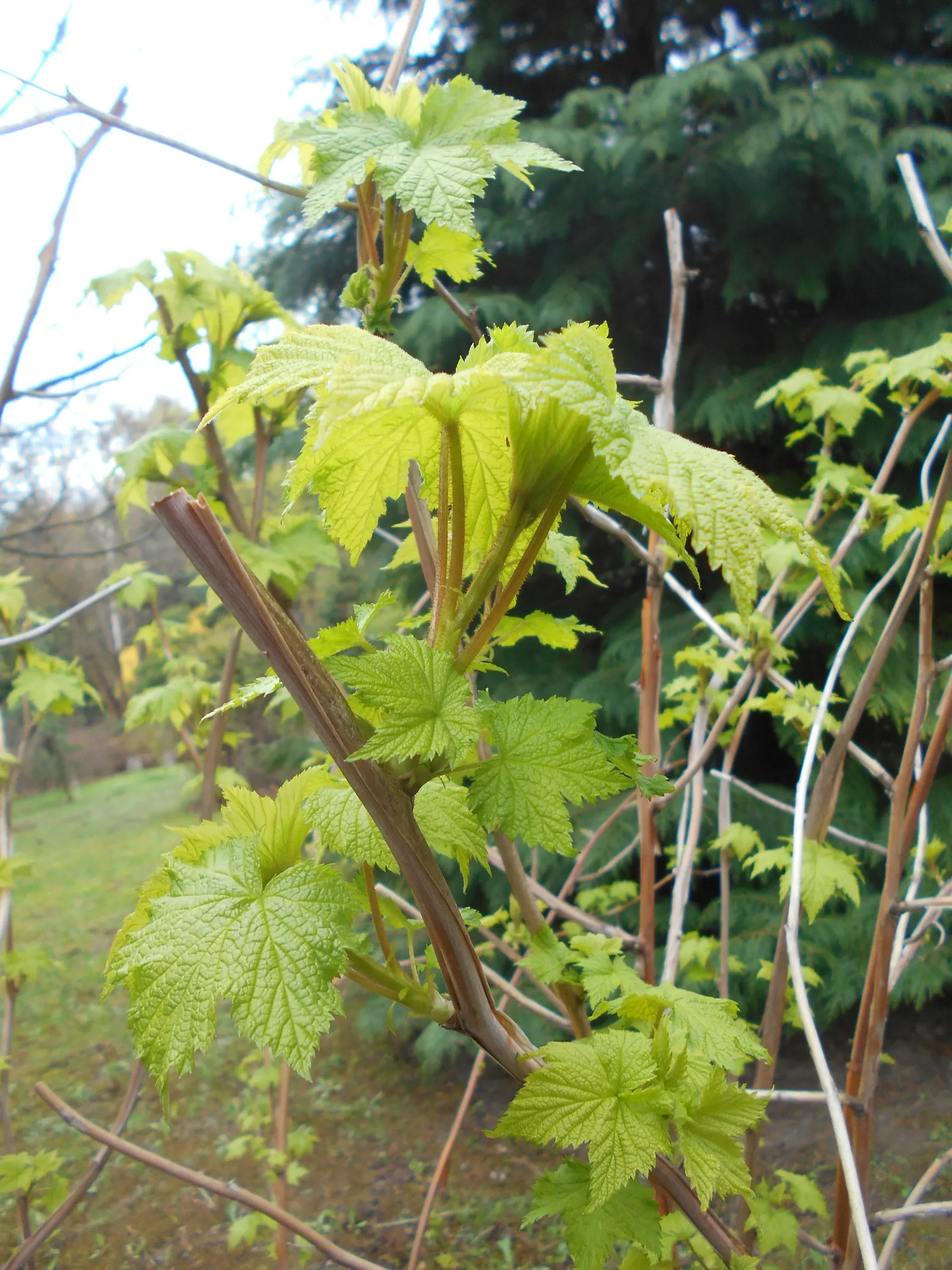Purple Flowering Raspberry (Rubus Odoratus) — where it can provide a lush undergrowth or act as an informal hedge.<br><br>In landscaping designs