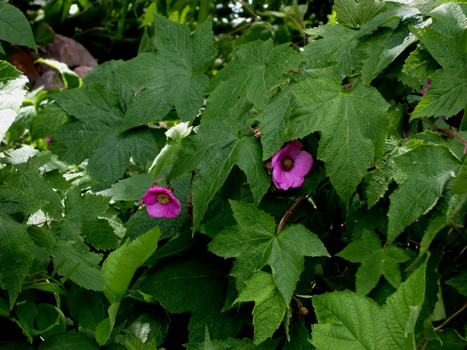 Purple Flowering Raspberry (Rubus Odoratus) — each measuring 1.5 to 2.5 inches across; with a preference for well-drained, image 74