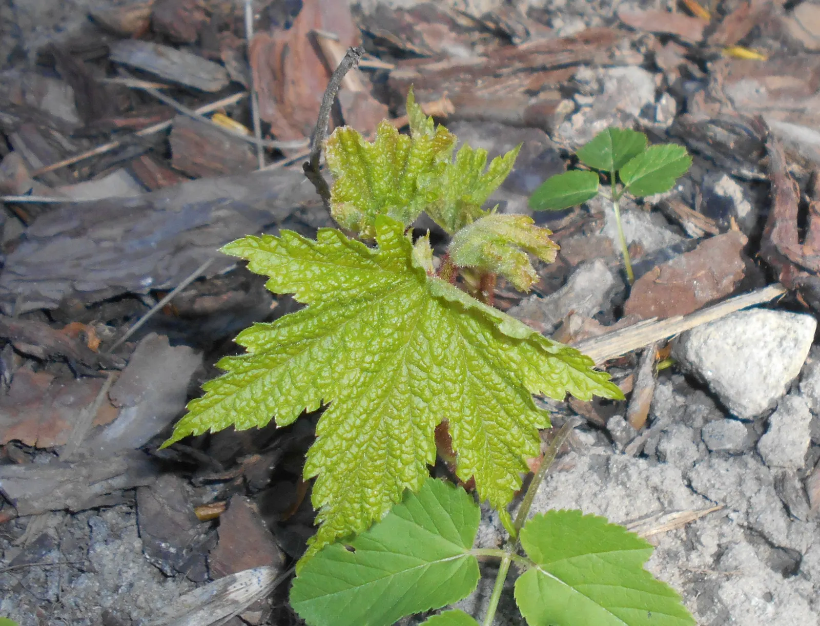 Purple Flowering Raspberry (Rubus Odoratus) — commonly known as Purple Flowering Raspberry