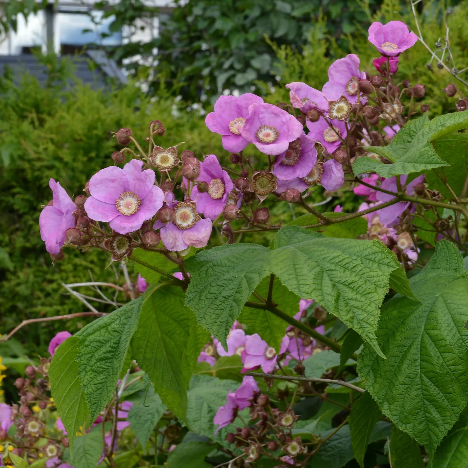 Purple Flowering Raspberry (Rubus Odoratus) — with a preference for well-drained; hardy and deer-resistant, it's ideal for naturalistic plantings and attracts