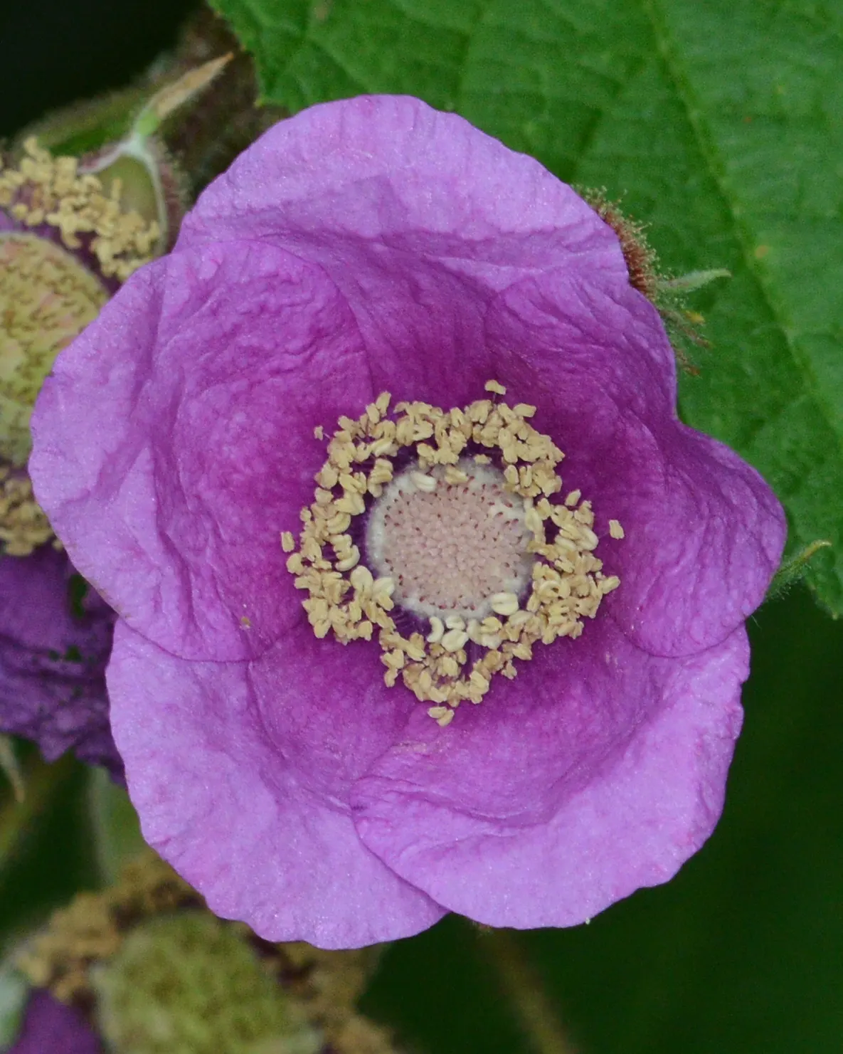 Purple Flowering Raspberry (Rubus Odoratus) — scientifically known as Rubus odoratus