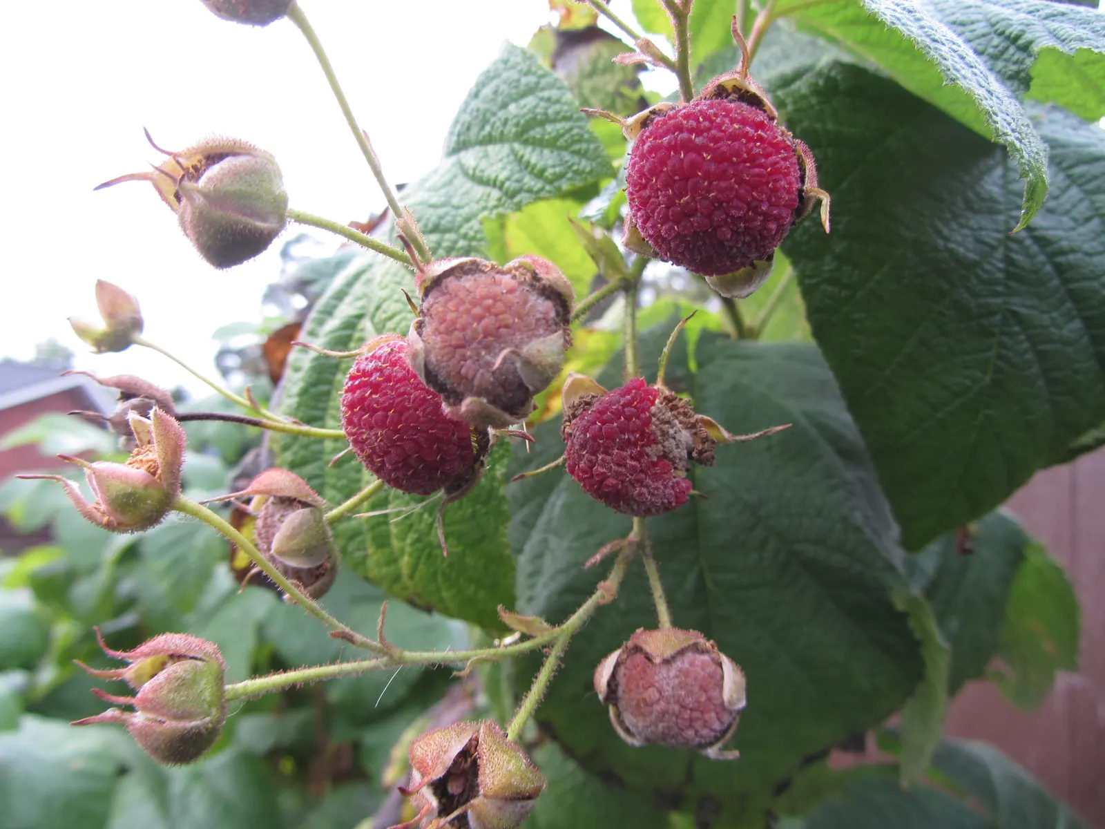 Purple Flowering Raspberry (Rubus Odoratus) — 1-2 inch magenta blossoms from June to August; its stems are characteristically thornless