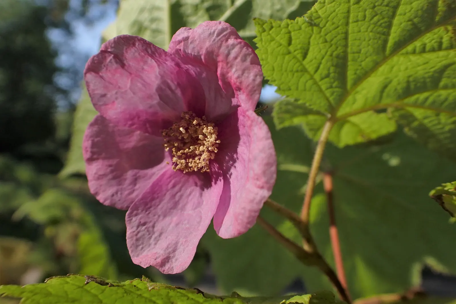 Purple Flowering Raspberry (Rubus Odoratus) — adding a sensory delight to any garden; revered for its vibrant blooms and ease of growth, image 77