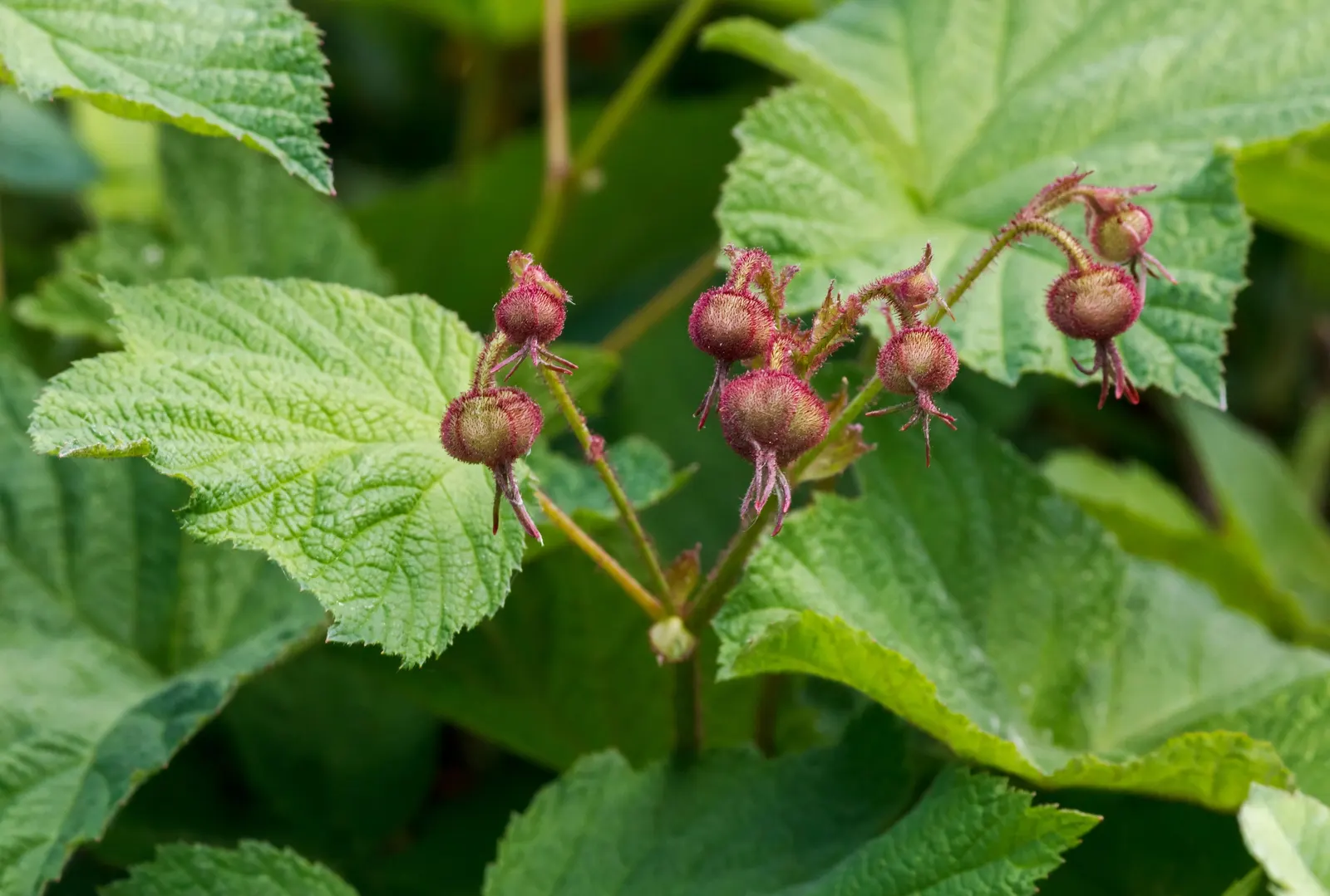Purple Flowering Raspberry (Rubus Odoratus) — coarse-textured backdrop in USDA zones 3-8; it should be spaced about 4 feet apart to allow for, image 66