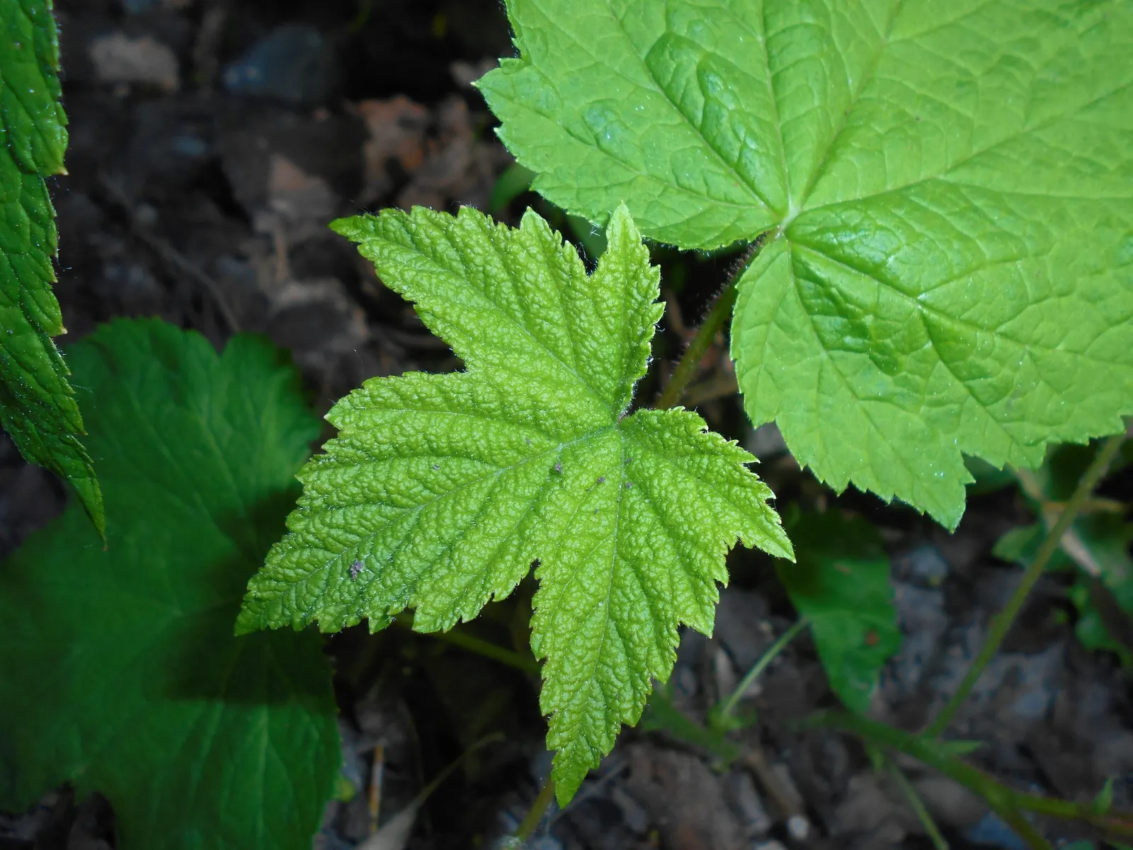 Purple Flowering Raspberry (Rubus Odoratus) — is a deciduous shrub native to eastern North America