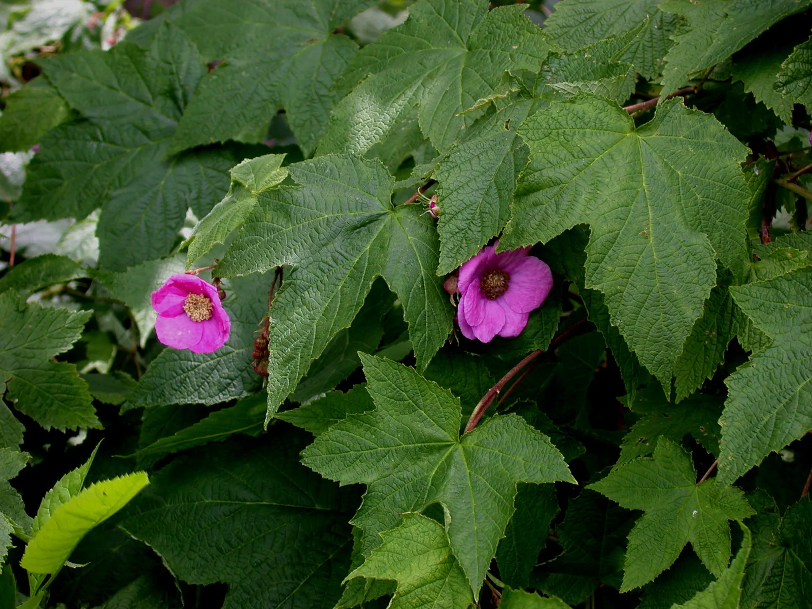 Purple Flowering Raspberry (Rubus Odoratus) — is a deciduous shrub native to eastern North America; makes it an advantageous selection for landscape projects