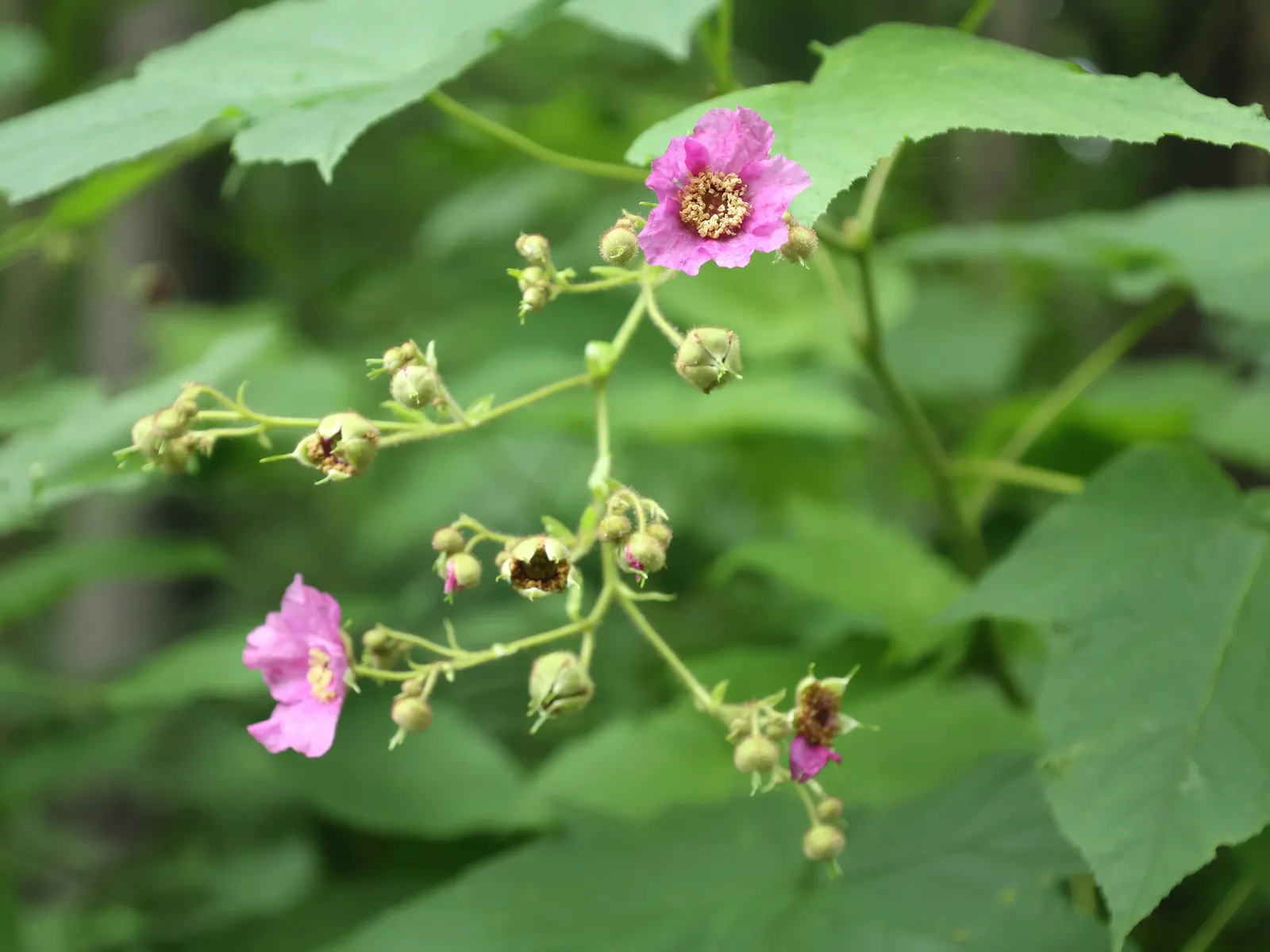 Purple Flowering Raspberry (Rubus Odoratus) — the plant yields edible red raspberry-like fruits, image 47