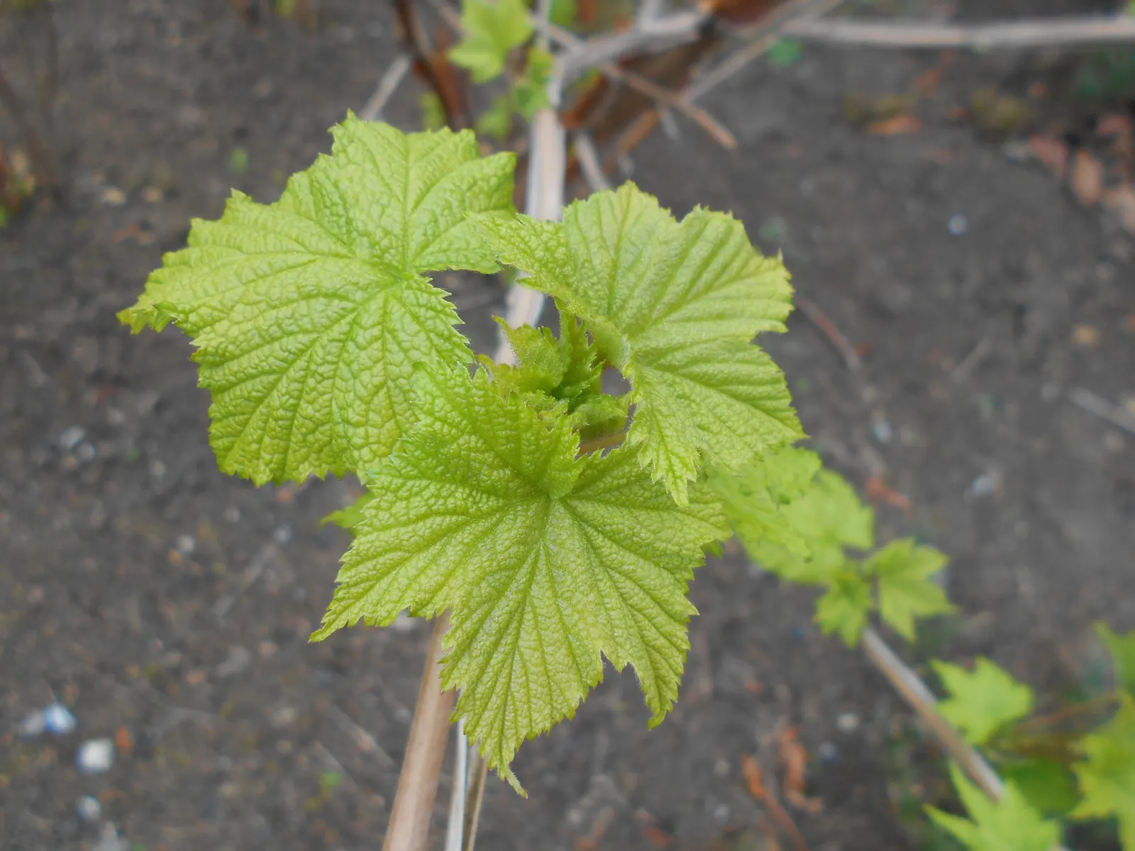 Purple Flowering Raspberry (Rubus Odoratus) — This fast-growing shrub reaches 3-6 feet in height with a similar spread; which can attract birds and, image 65