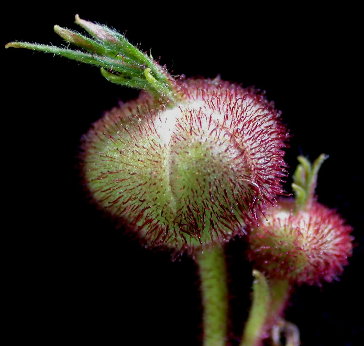 Purple Flowering Raspberry (Rubus Odoratus) — It thrives in part shade to full sun and prefers moist, well-drained soils