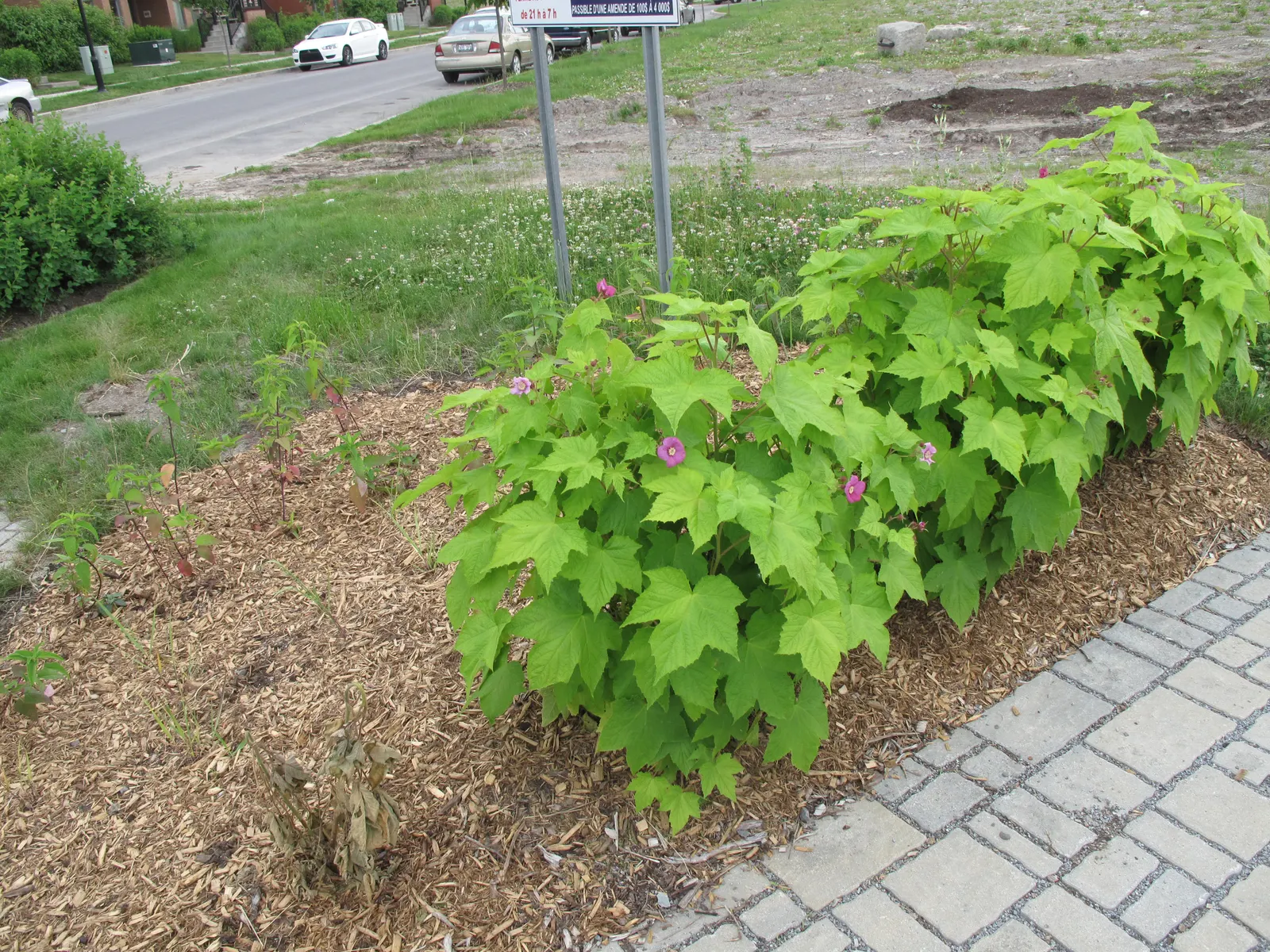 Purple Flowering Raspberry (Rubus Odoratus) — is a deciduous shrub native to eastern North America; makes it an advantageous selection for, image 70