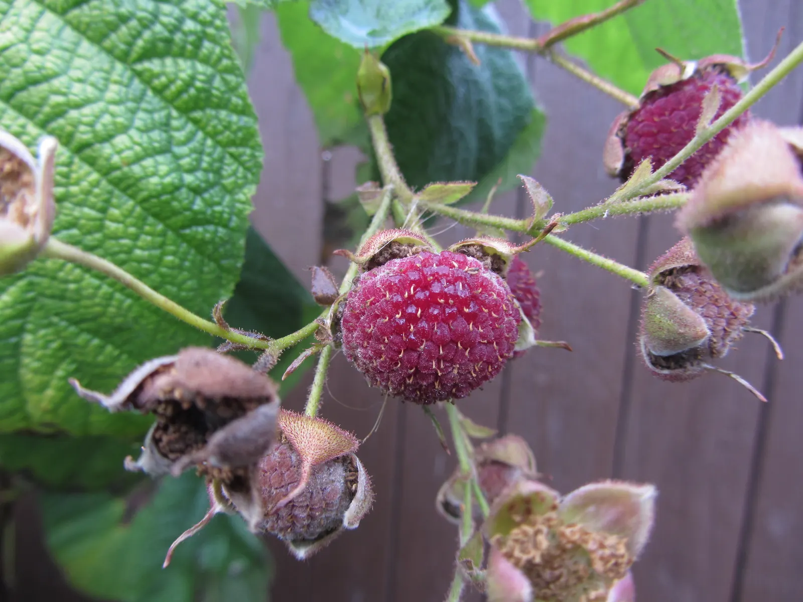 Purple Flowering Raspberry (Rubus Odoratus) — This fast-growing shrub reaches 3-6 feet in height with a similar spread