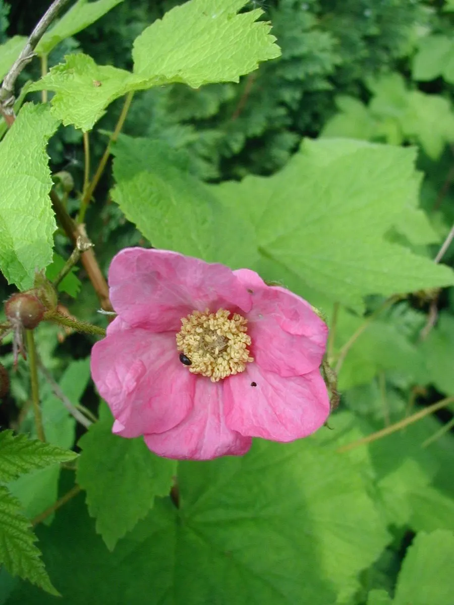 Purple Flowering Raspberry (Rubus Odoratus) — This attractive species usually reaches heights of 3 to 6 feet, with a similar spread; it thrives in, image 72