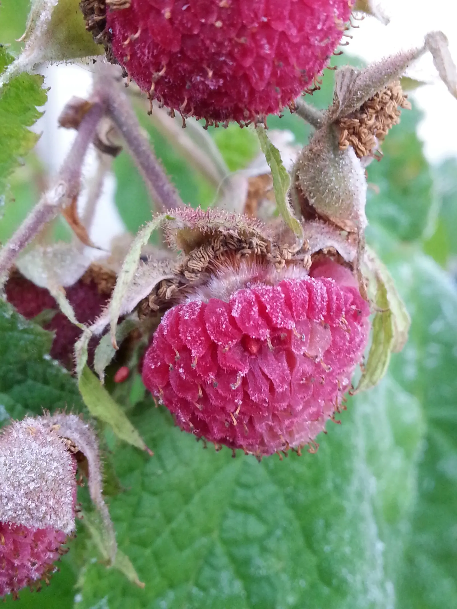 Purple Flowering Raspberry (Rubus Odoratus) — pink and purple flowers in the garden